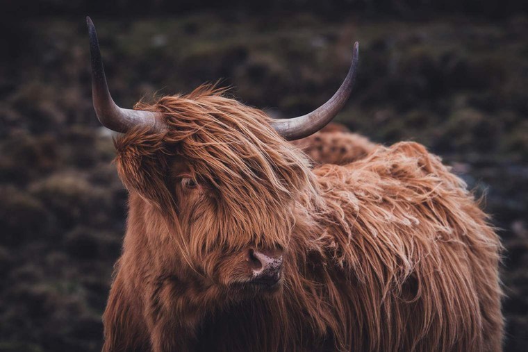 Scottish Highland Cattle in Moody Tones