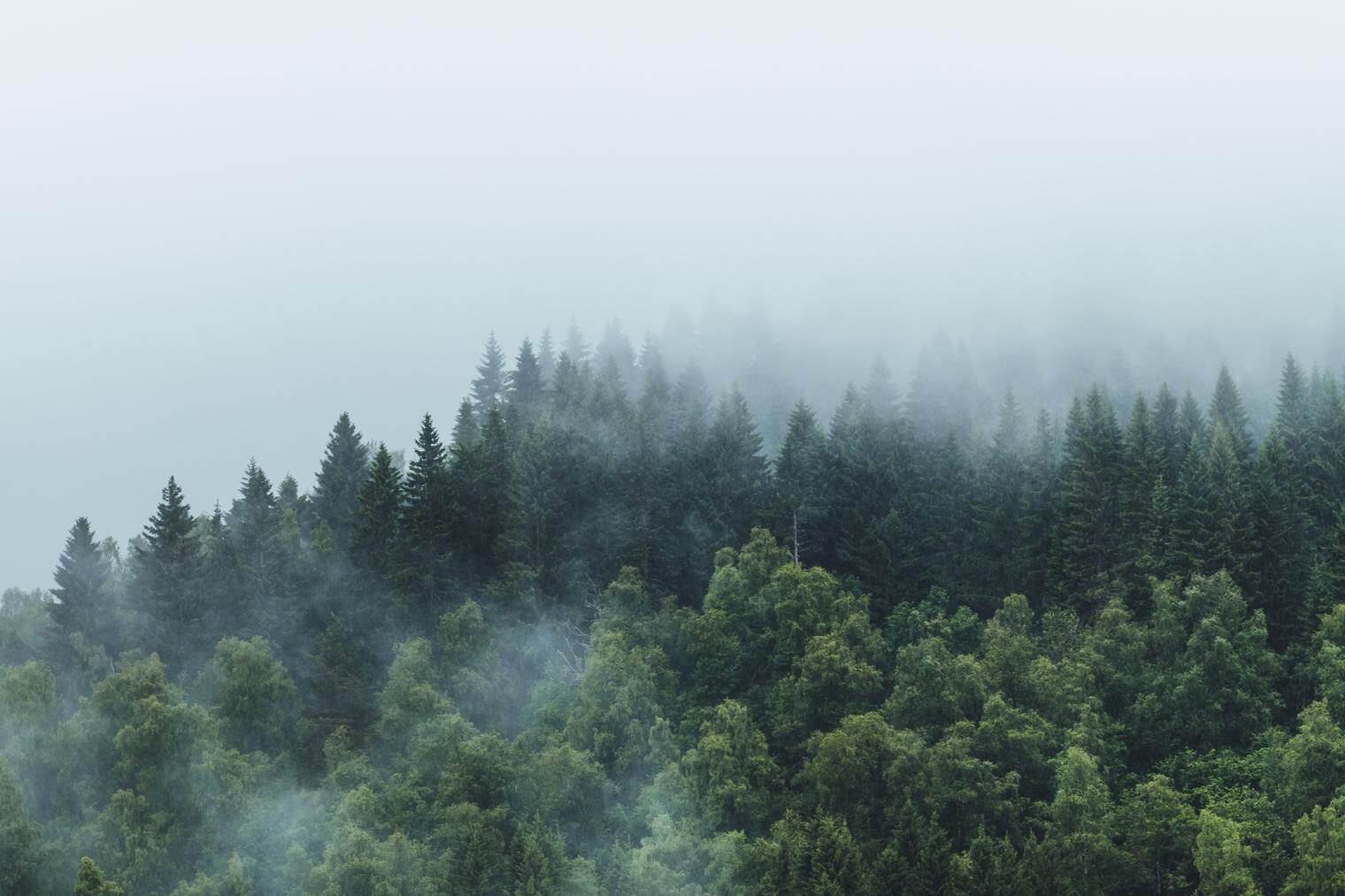 Forest in the Clouds - Lightroom Presets for Moody Landscapes