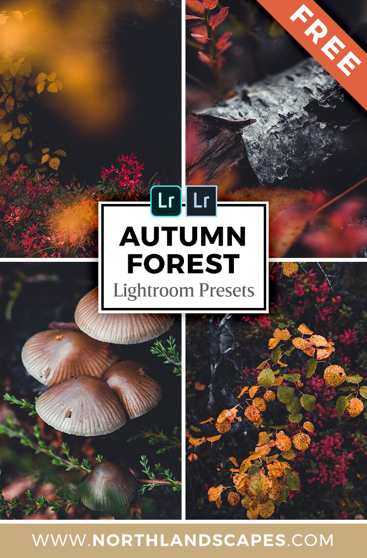 Download FREE Autumn Forest Lightroom Presets