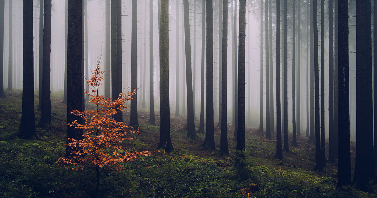 Autumn Forest Germany Autumn Forest Germany