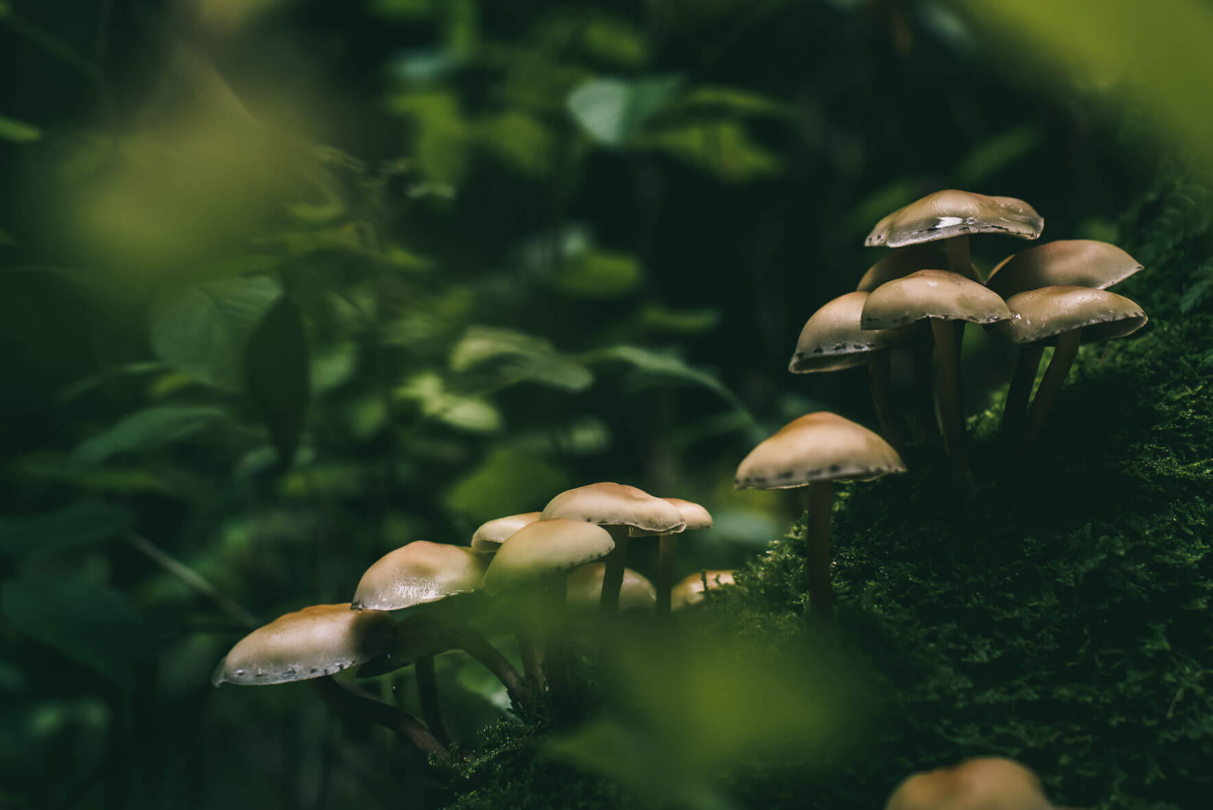 Mushrooms and leaves in the forest