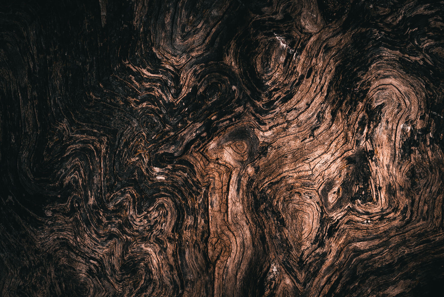 Weathered and abstract driftwood on the Baltic Sea coast