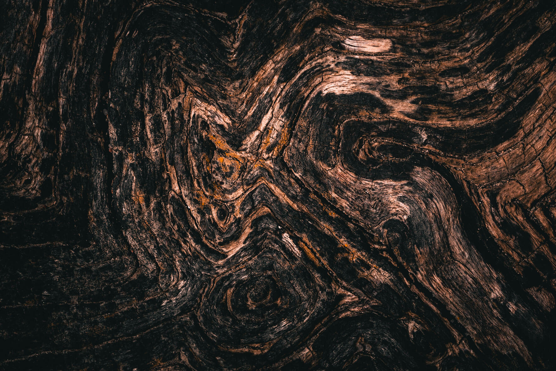 Dark and weathered driftwood along the coastline of the Baltic Sea