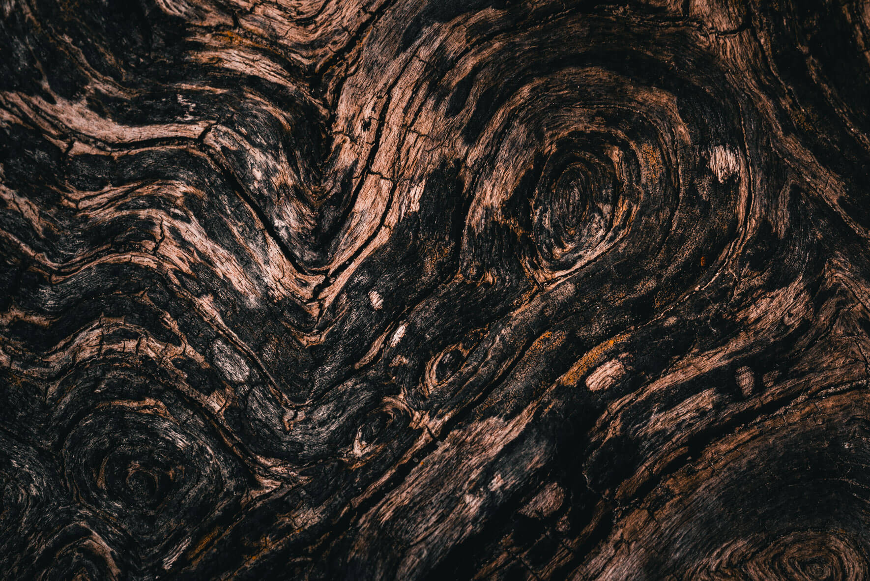 Weathered driftwood along the coast of Rügen island, Germany