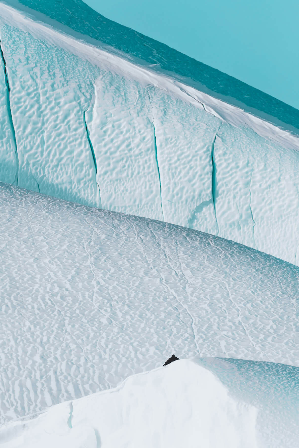 Ravens on an iceberg in Greenland