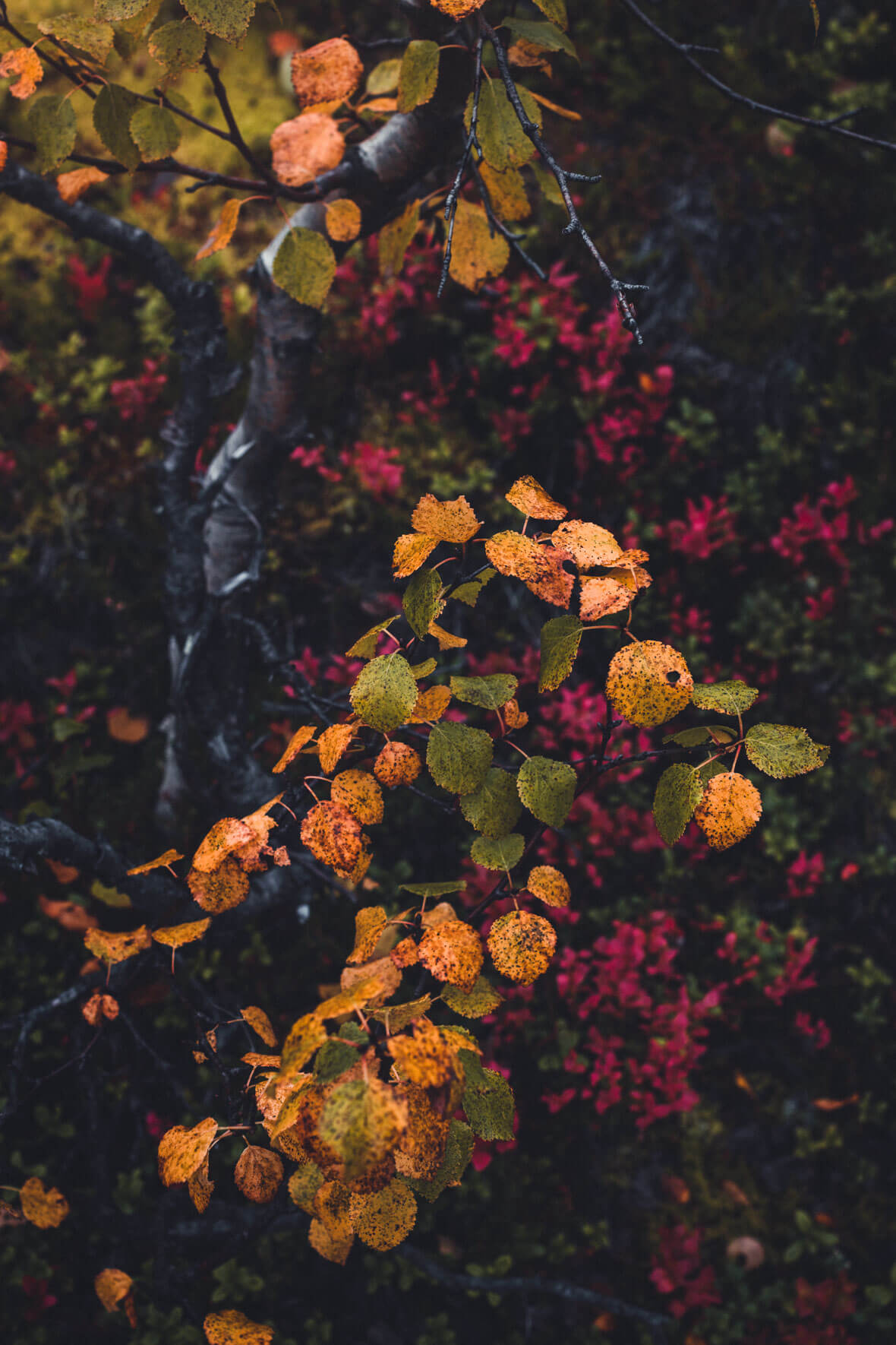 Yellow and Red Autumn Leaves