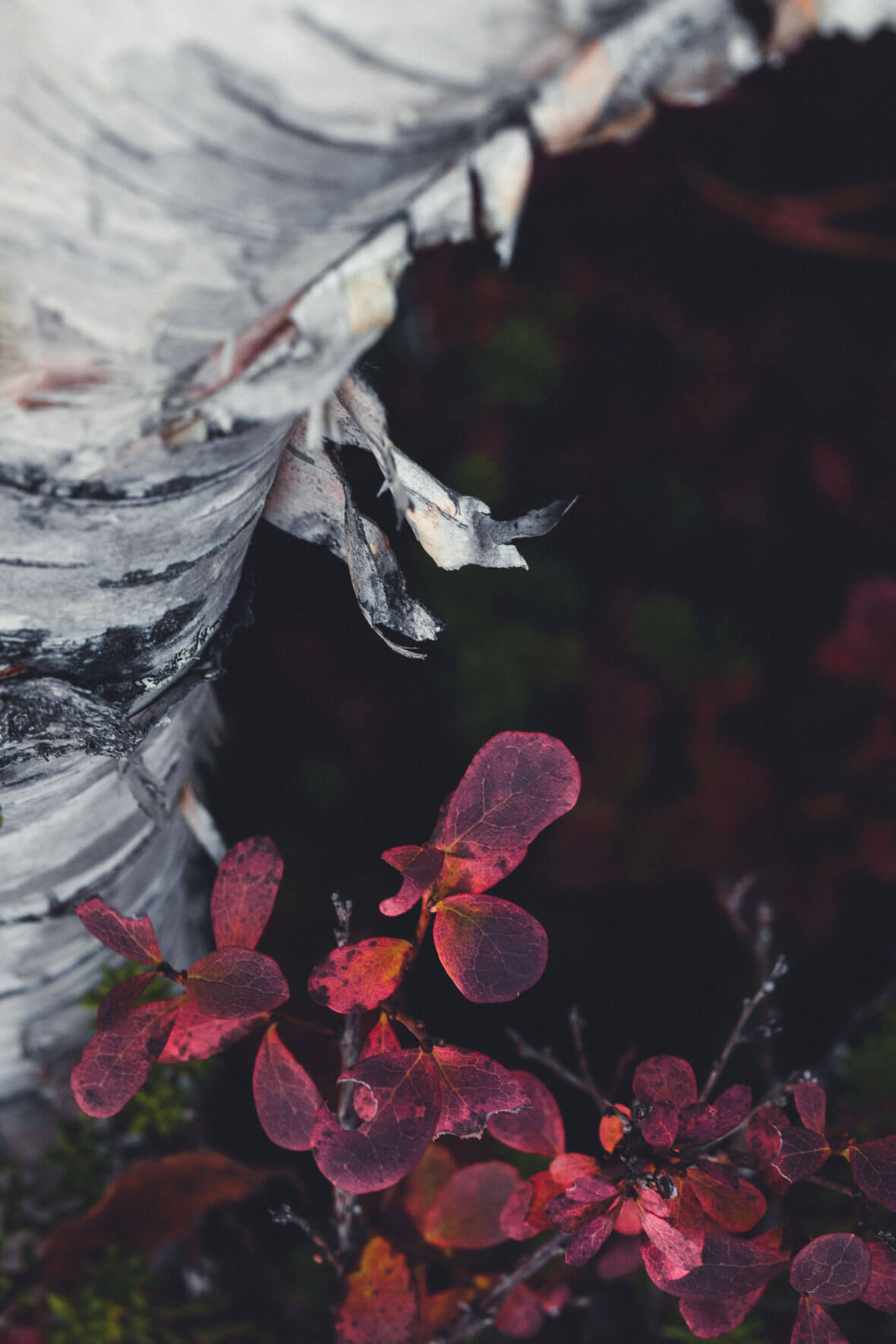 Birch tree and red leaves