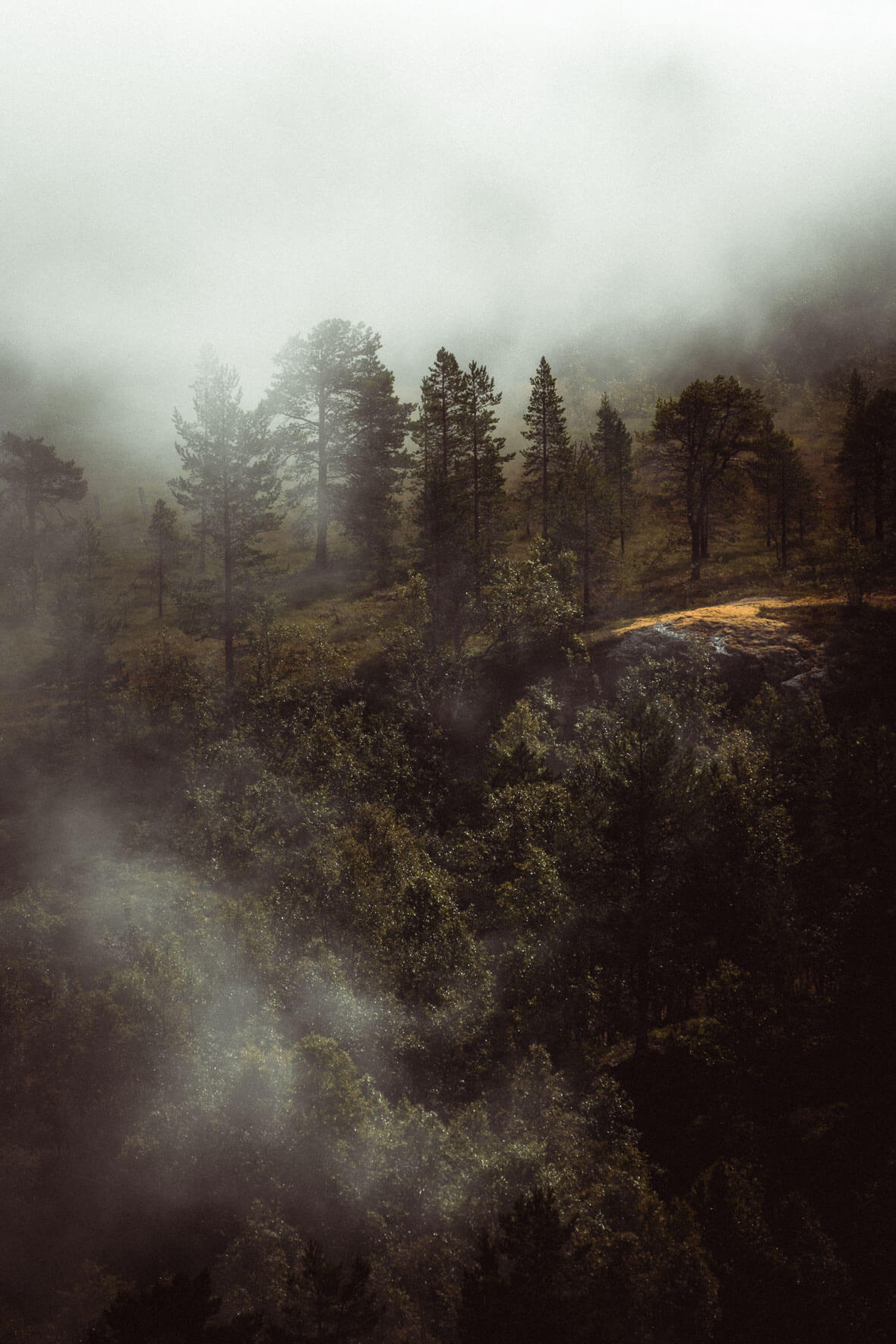 Foggy Forest Landscape in Norway