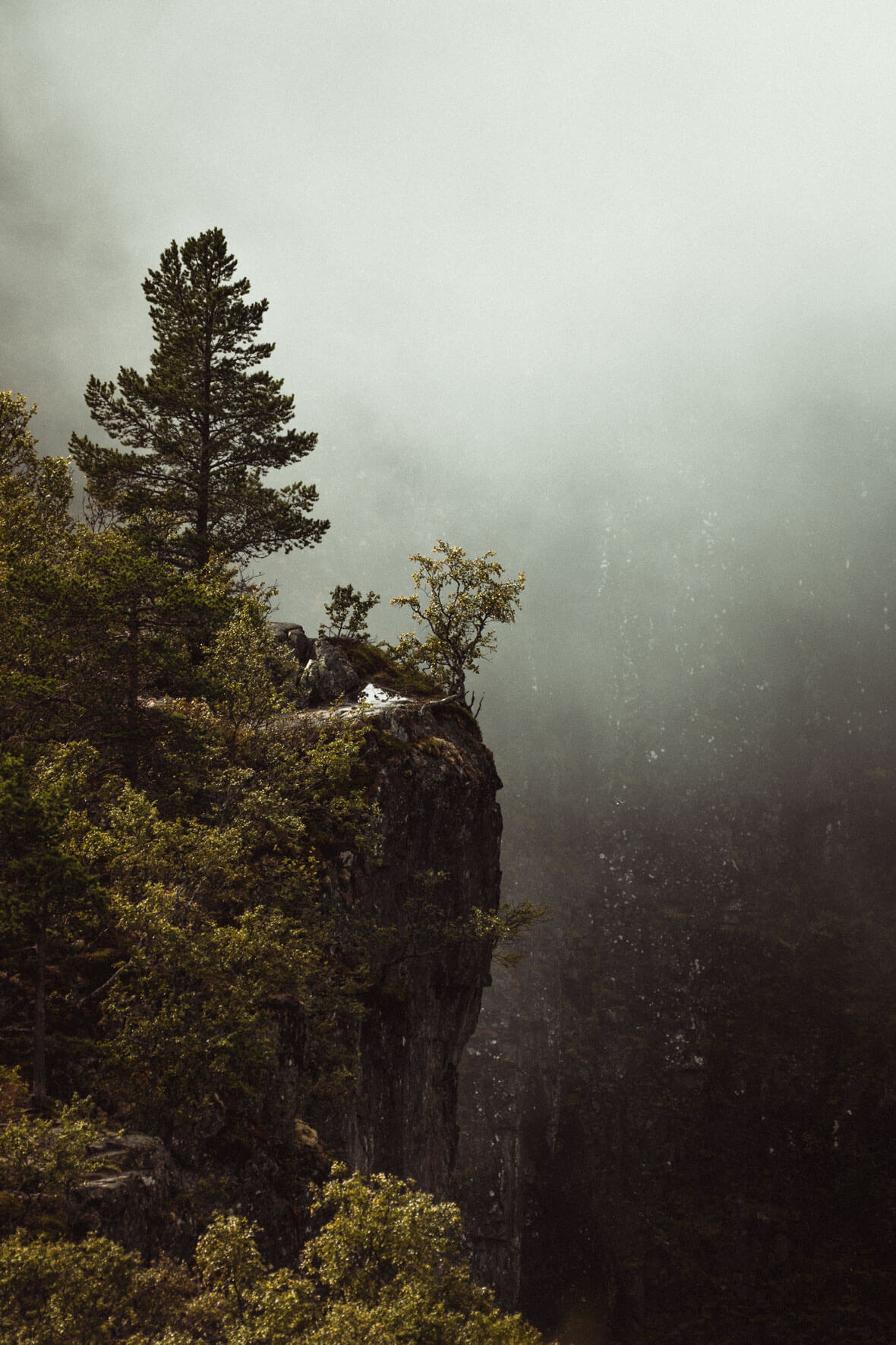 Forest and Cliff in Norway