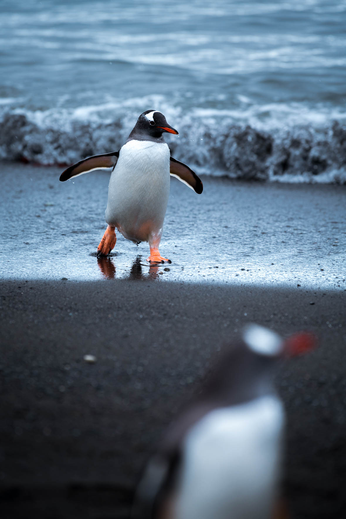 Chinstrap penguin in black sand beach of the South Shetland Islands
