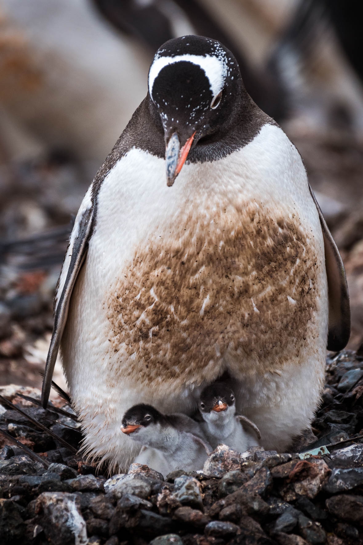 wildlife-antarctica