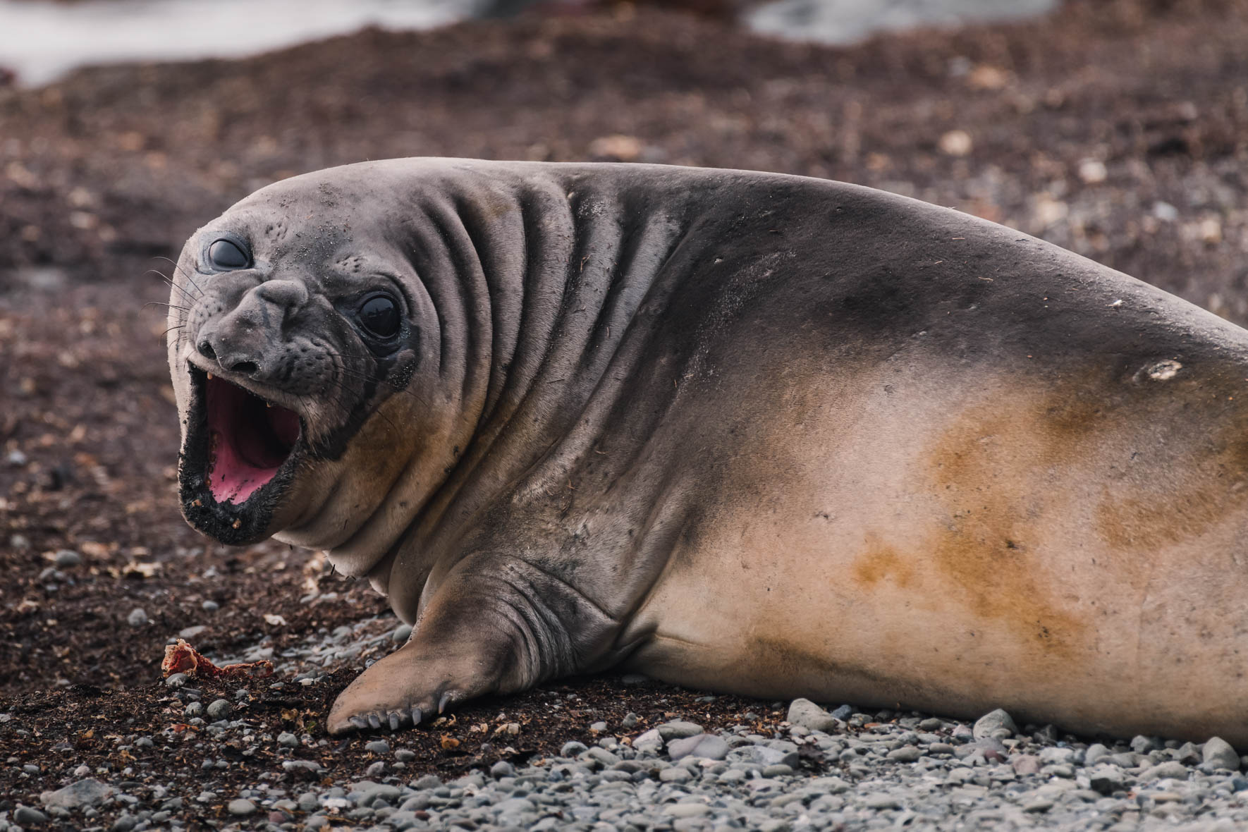 Wildlife Photography of Antarctica