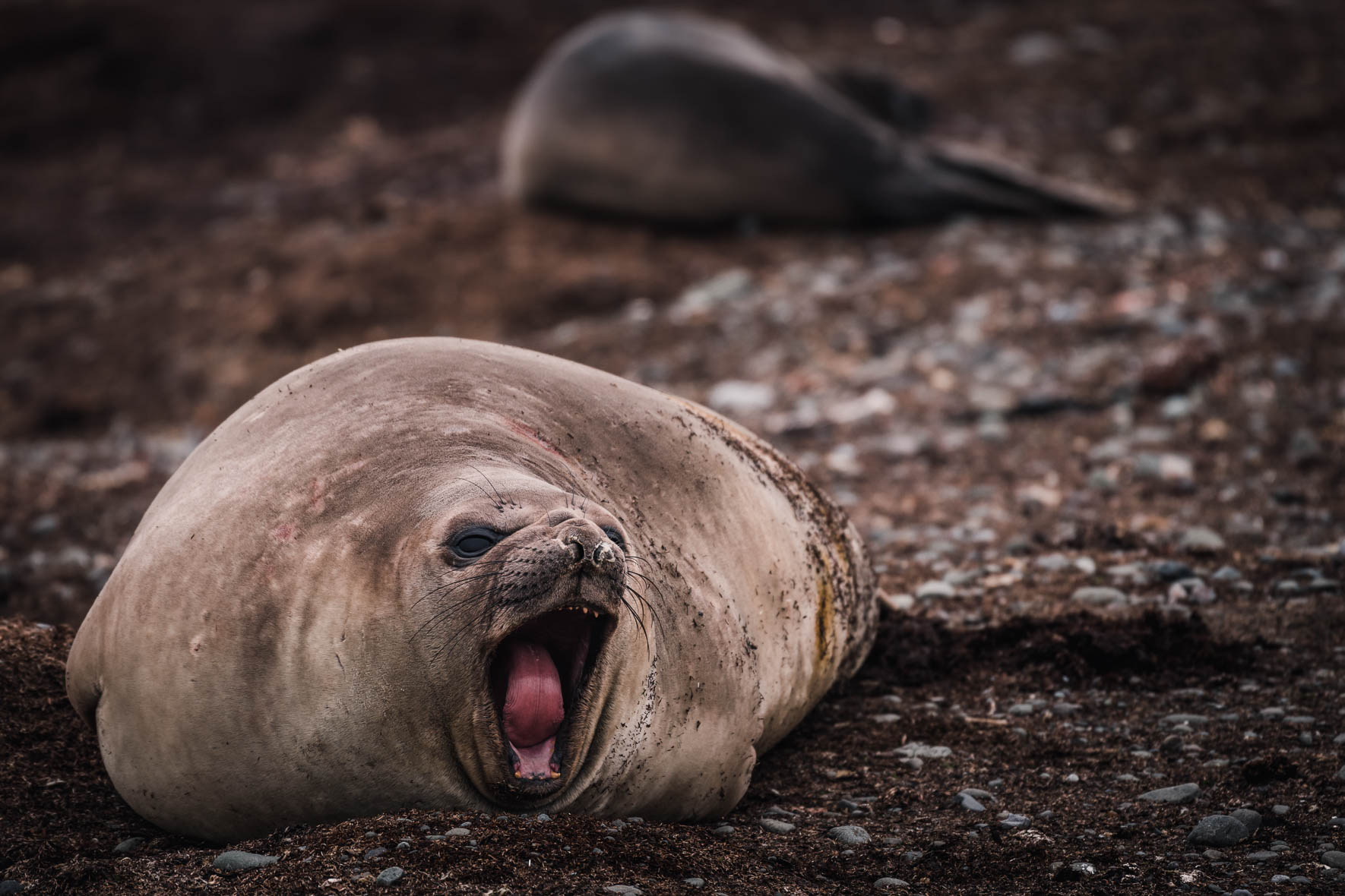 Wildlife of Antarctica