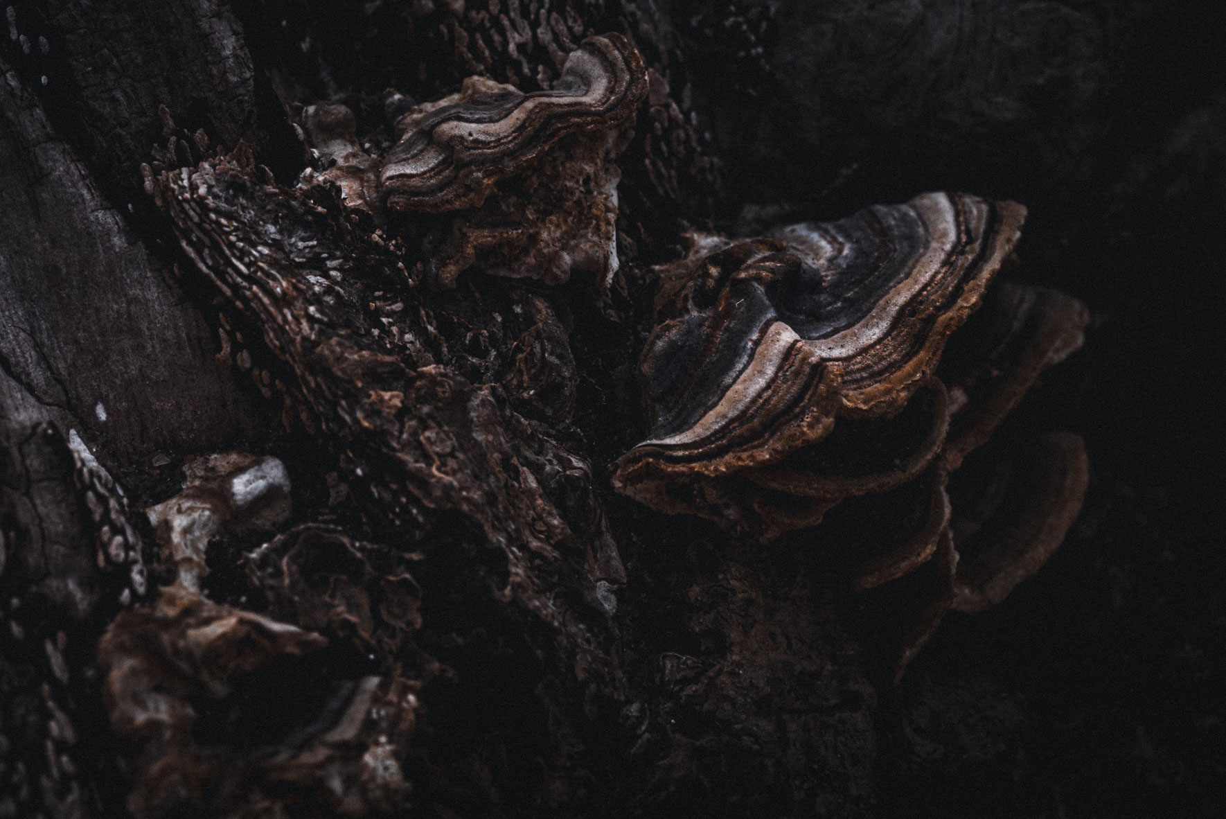 Mushrooms and bark in dark color