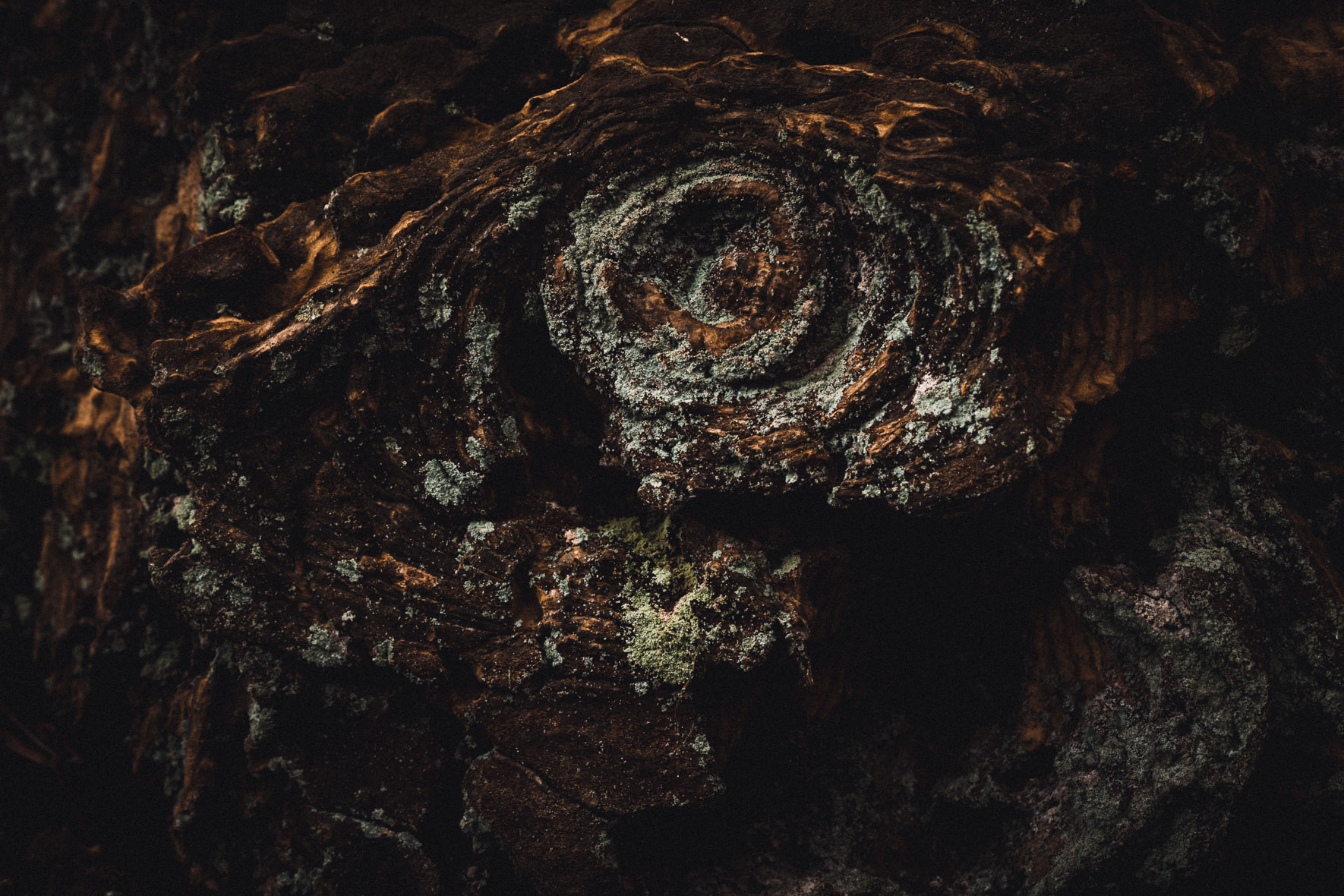 Bark in dark colors