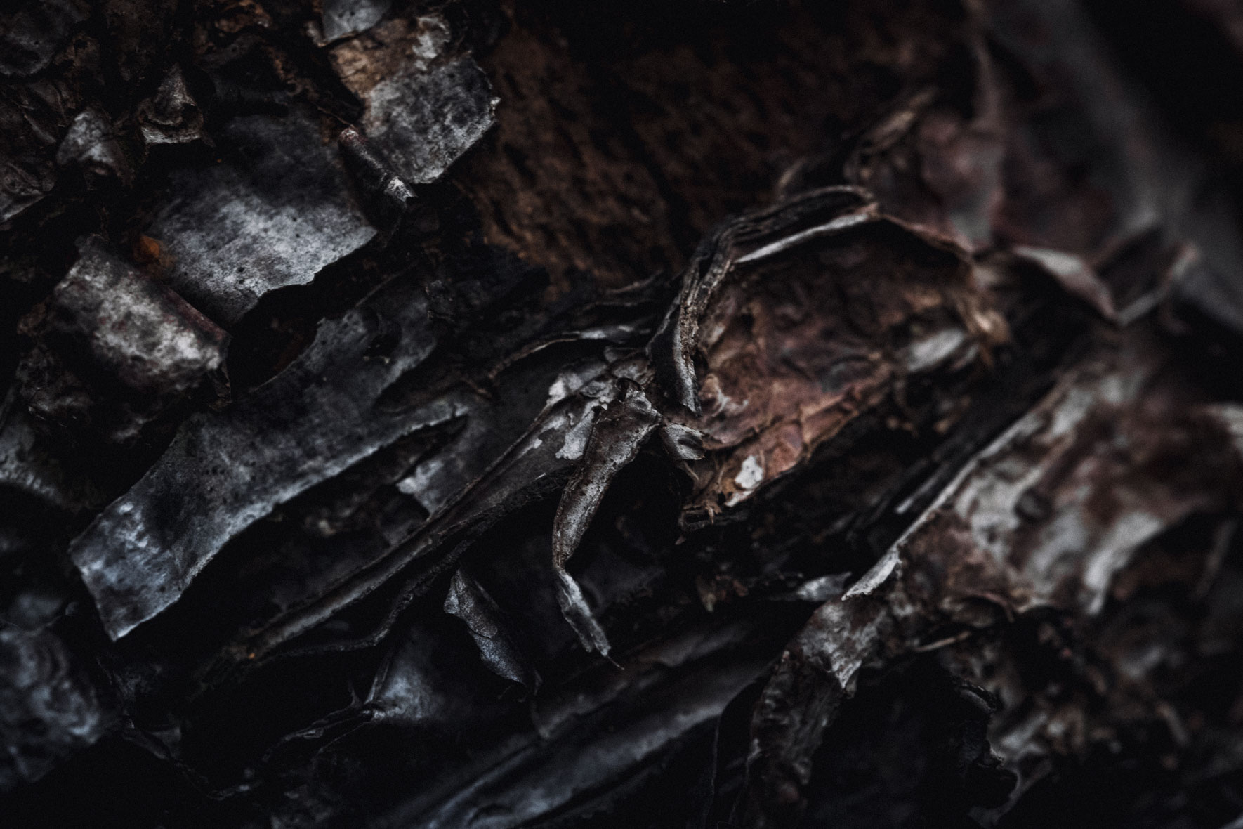 Dark tree trunk