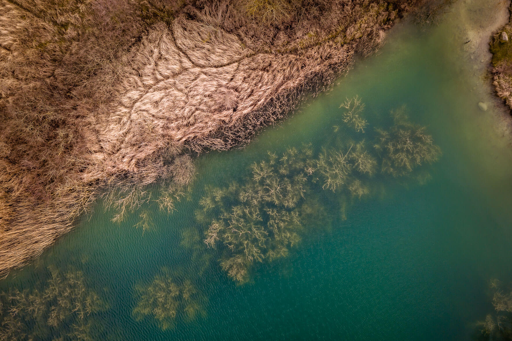 Turquoise lake with dead trees