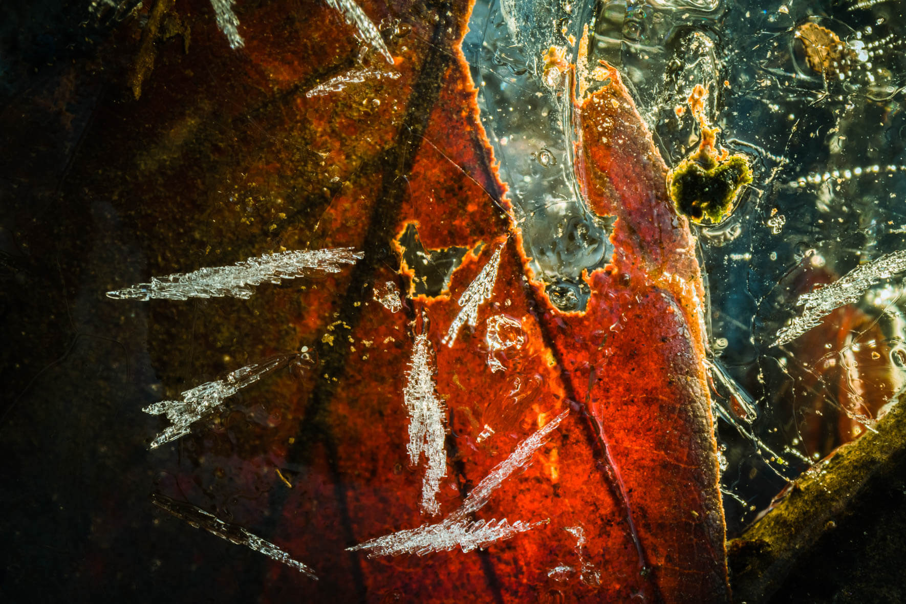 Macro photography of puddle with frozen leaves