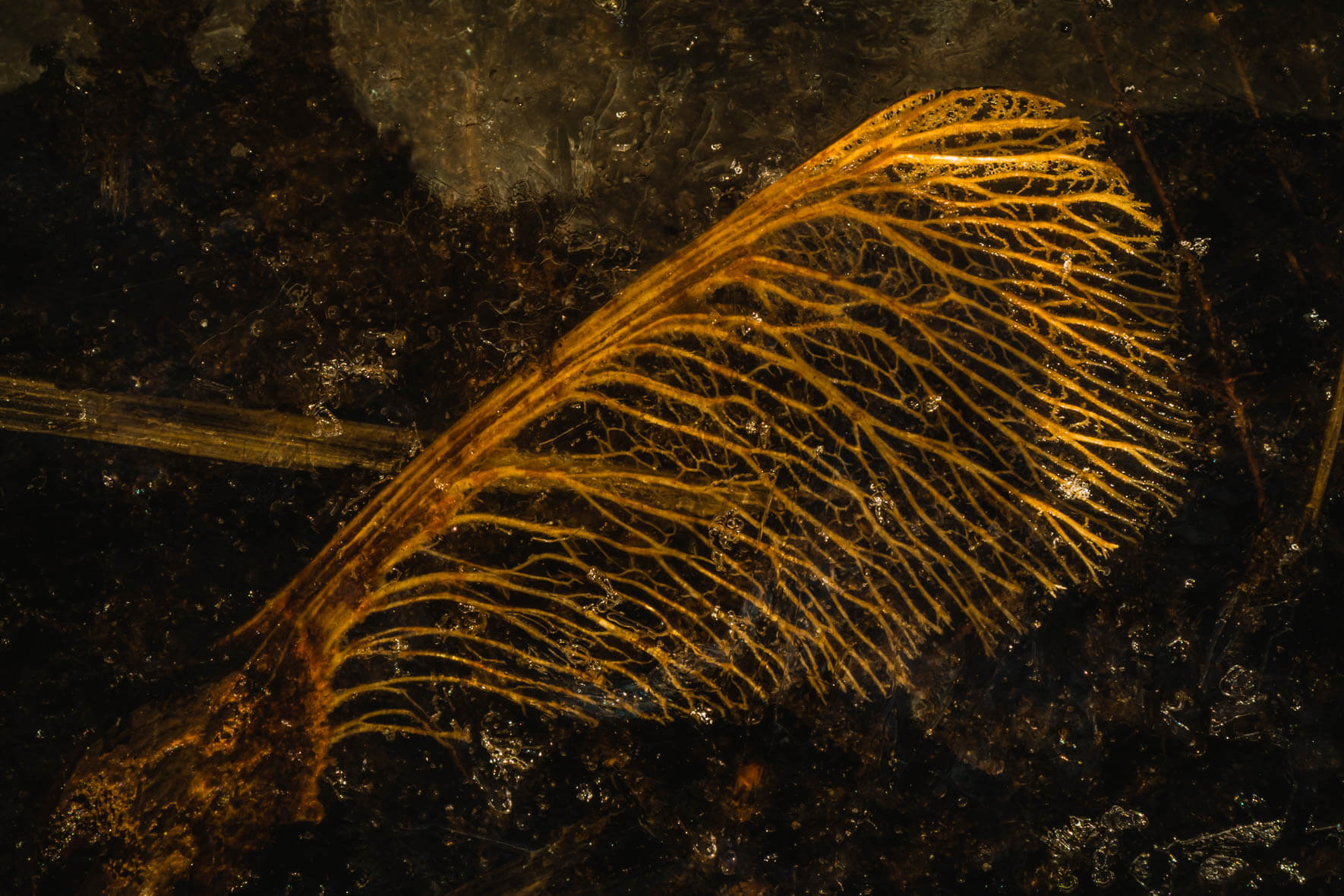 Macro photography of a frozen puddle with a leaf