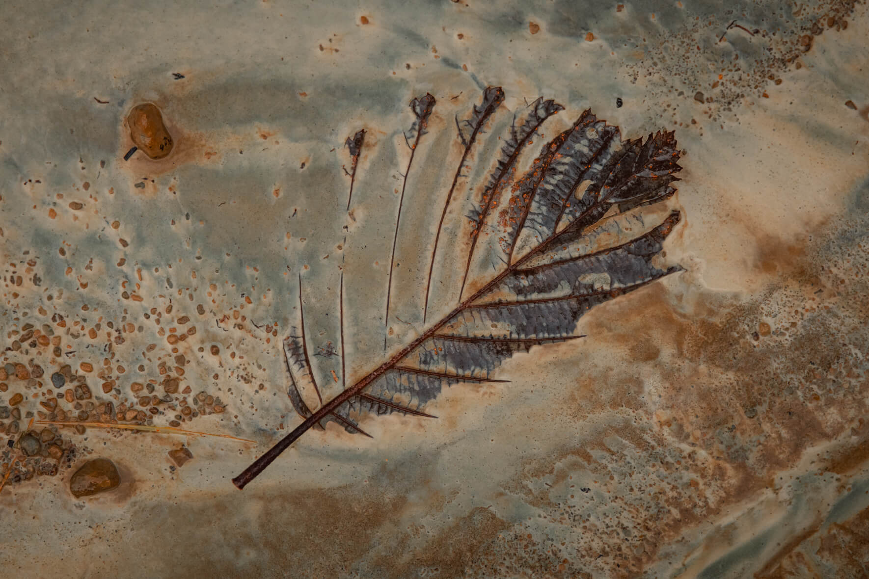 Macro Landscape Photography by Northlandscapes, Jan Erik Waider