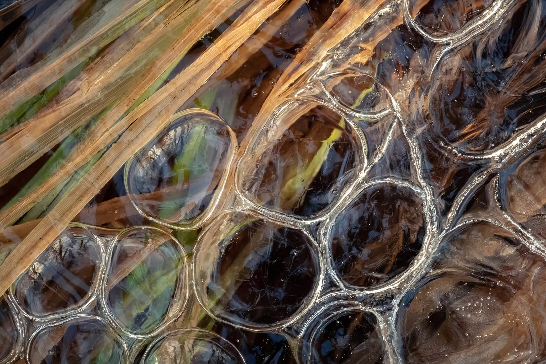 Macro image of air bubbles and grasses in the ice of a frozen swamp in Norway