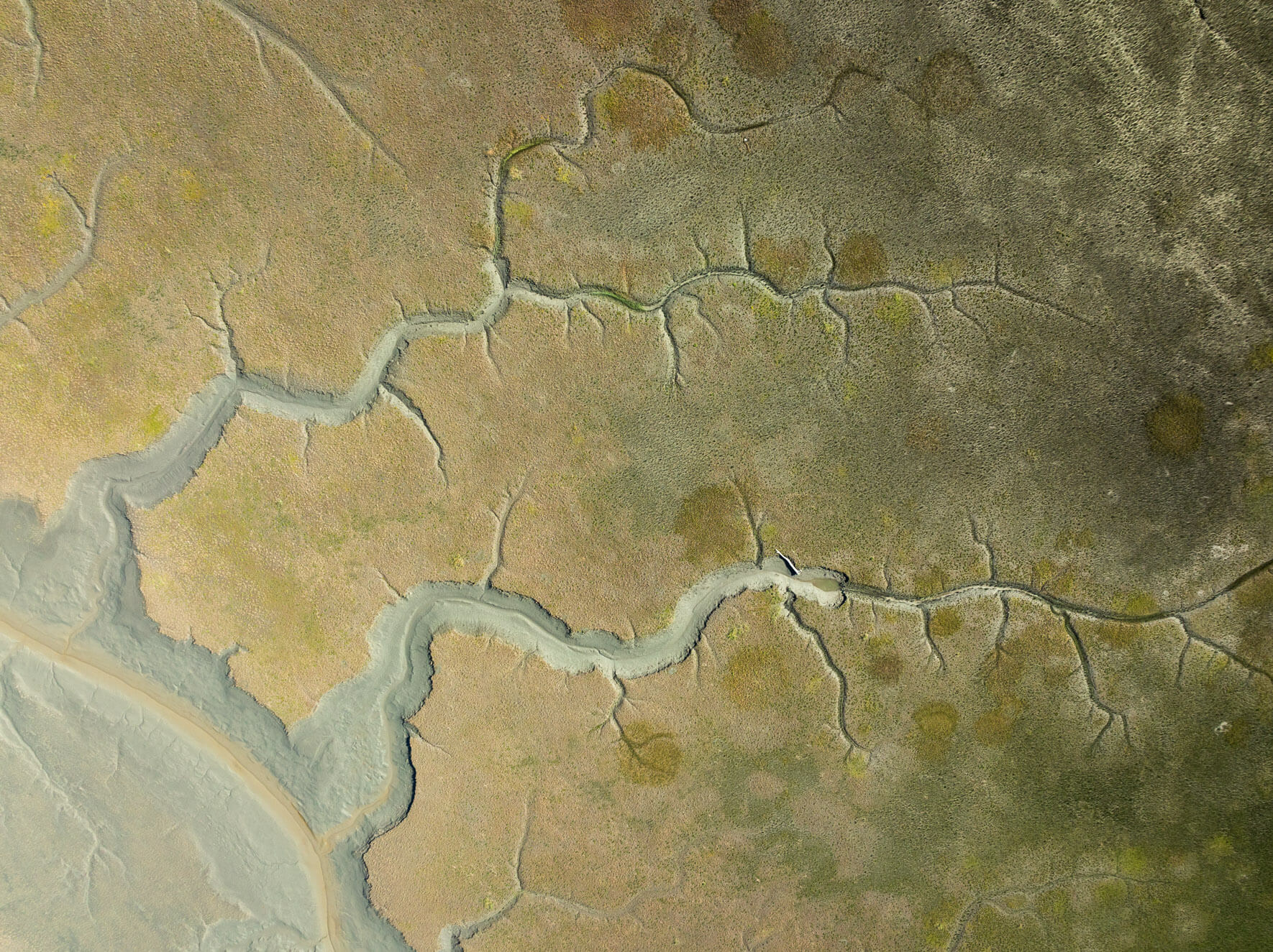 Meandering tidal channels in Alaska carving through exposed terrain at low tide