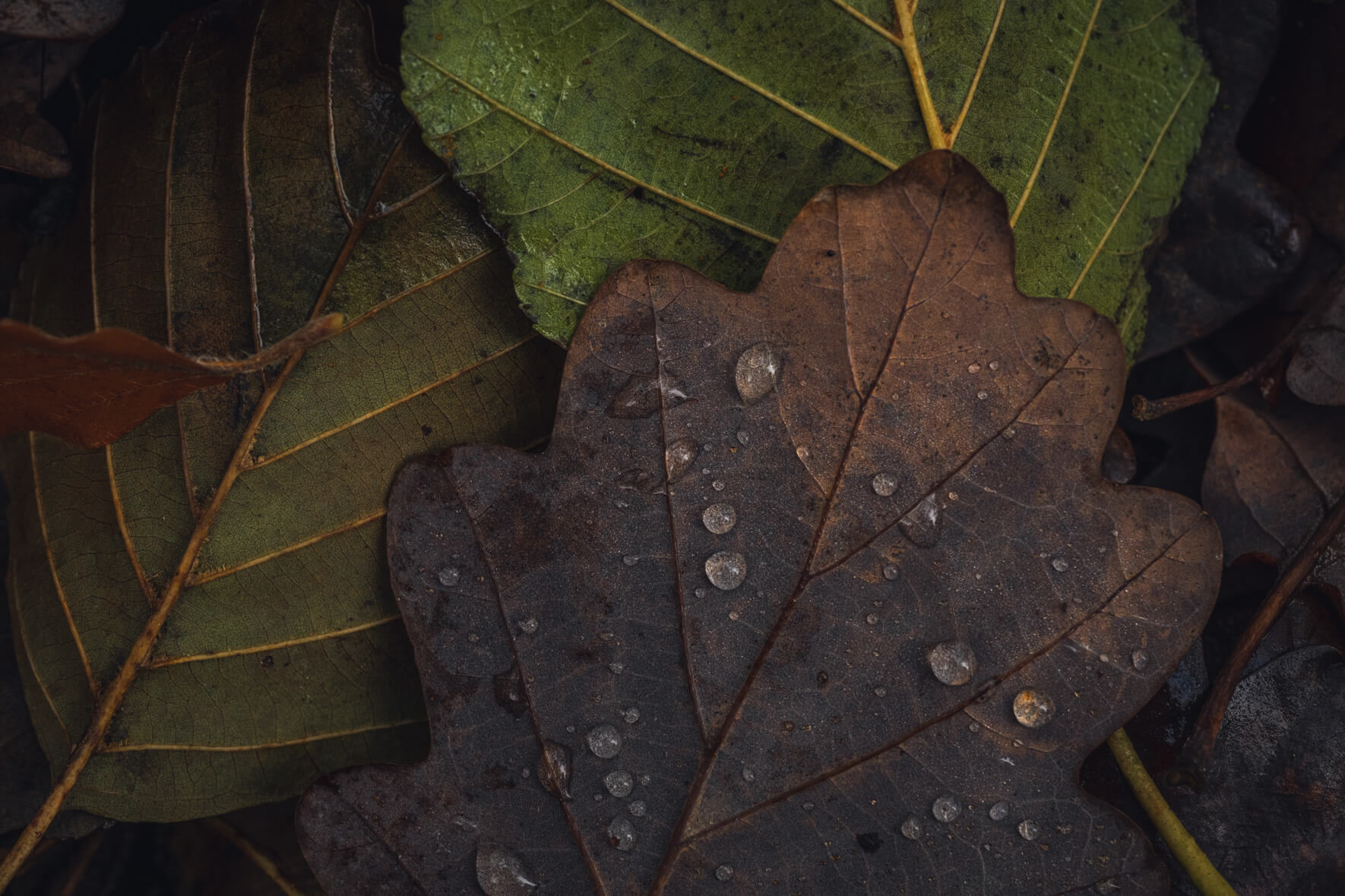 Mix of green and brown autumn leaves on forest floor with droplets
