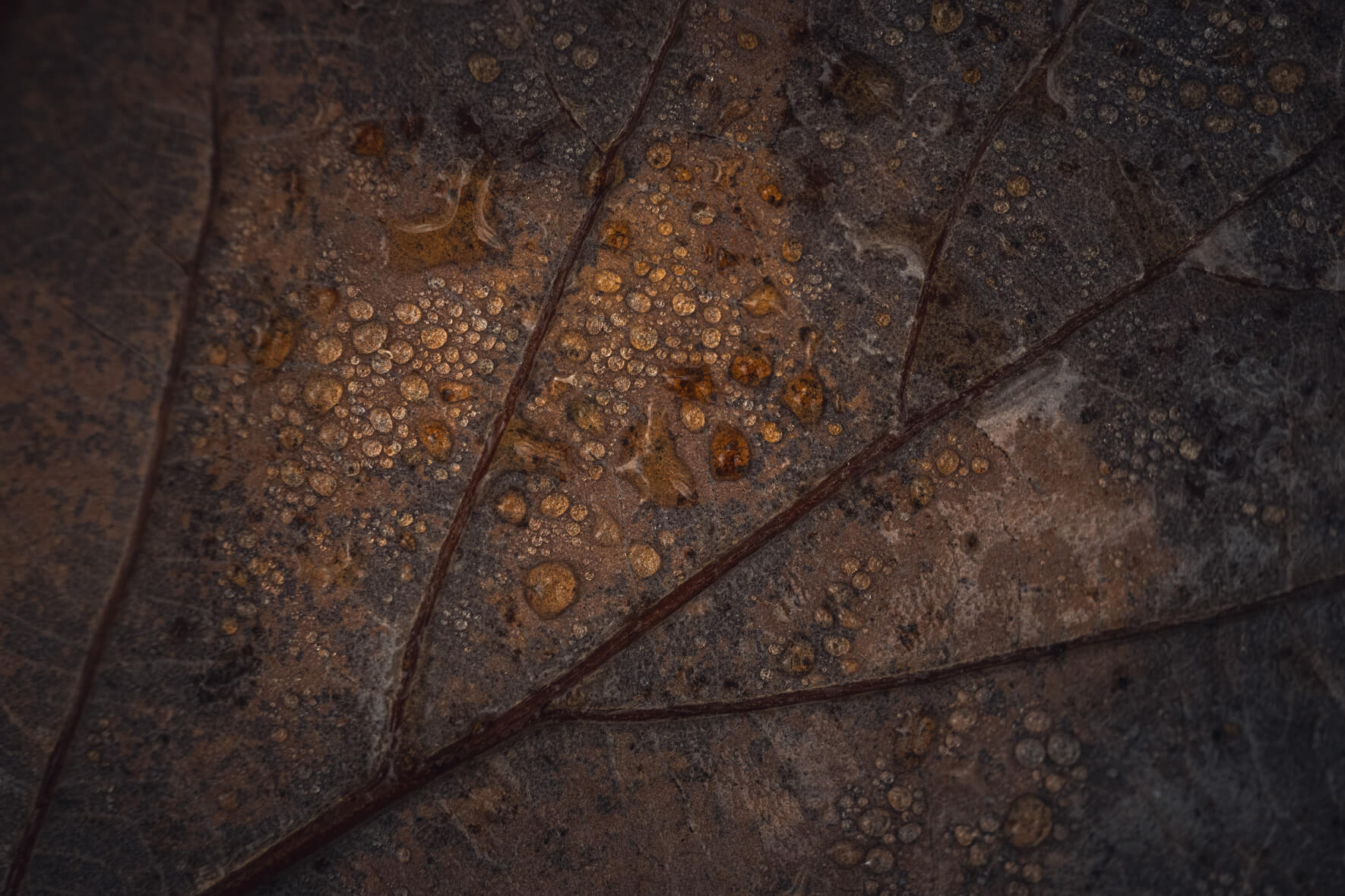 Close-up of oak leaf covered with rain droplets in soft light
