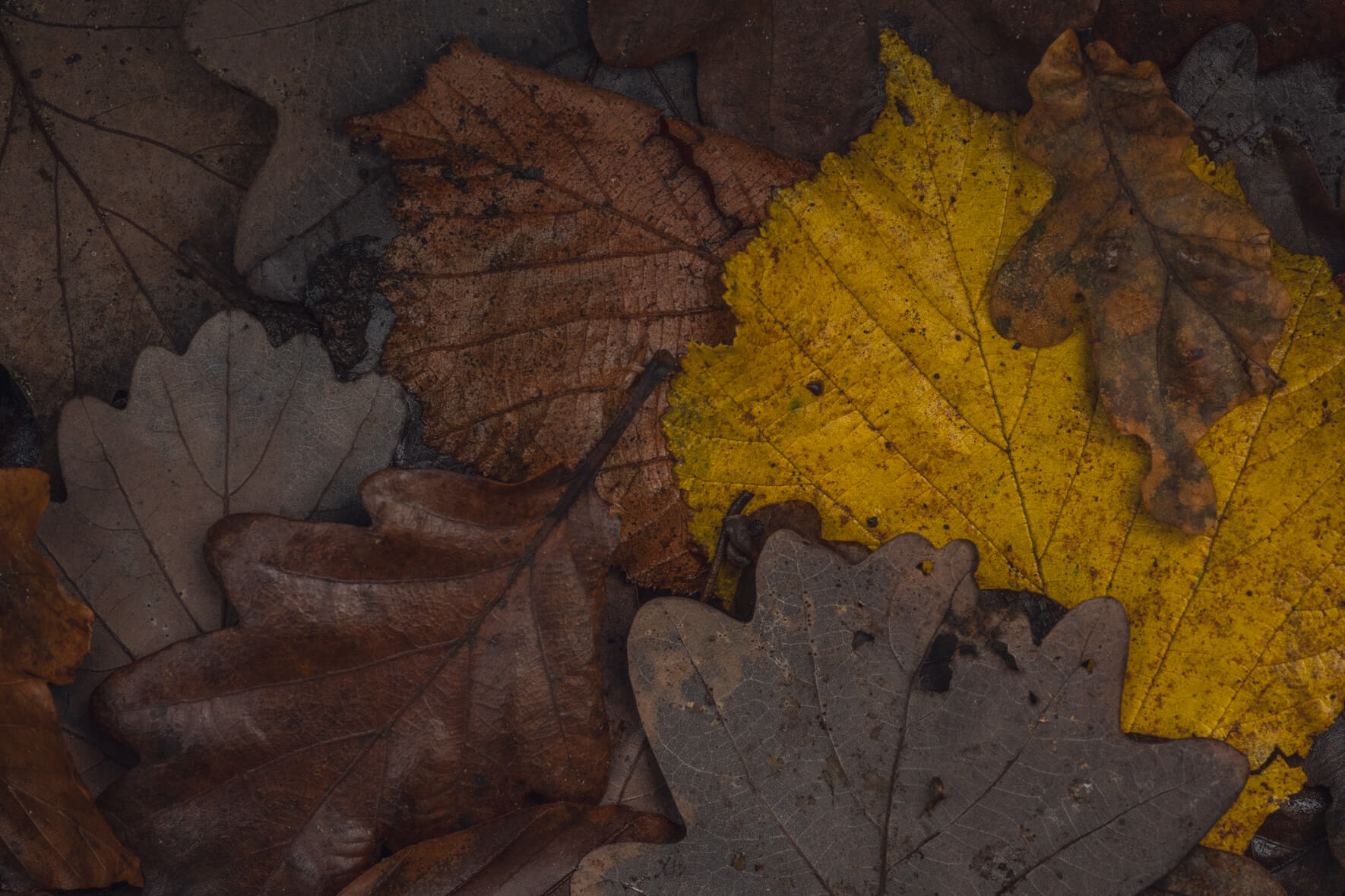 Autumn leaves in muted tones of brown yellow and red