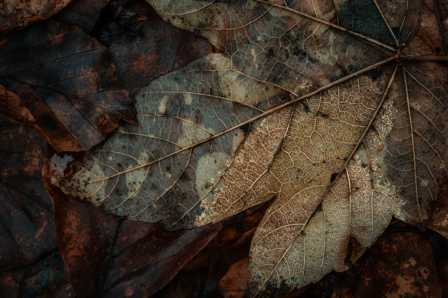 Faded leaf revealing subtle blue and brown patterns of decay