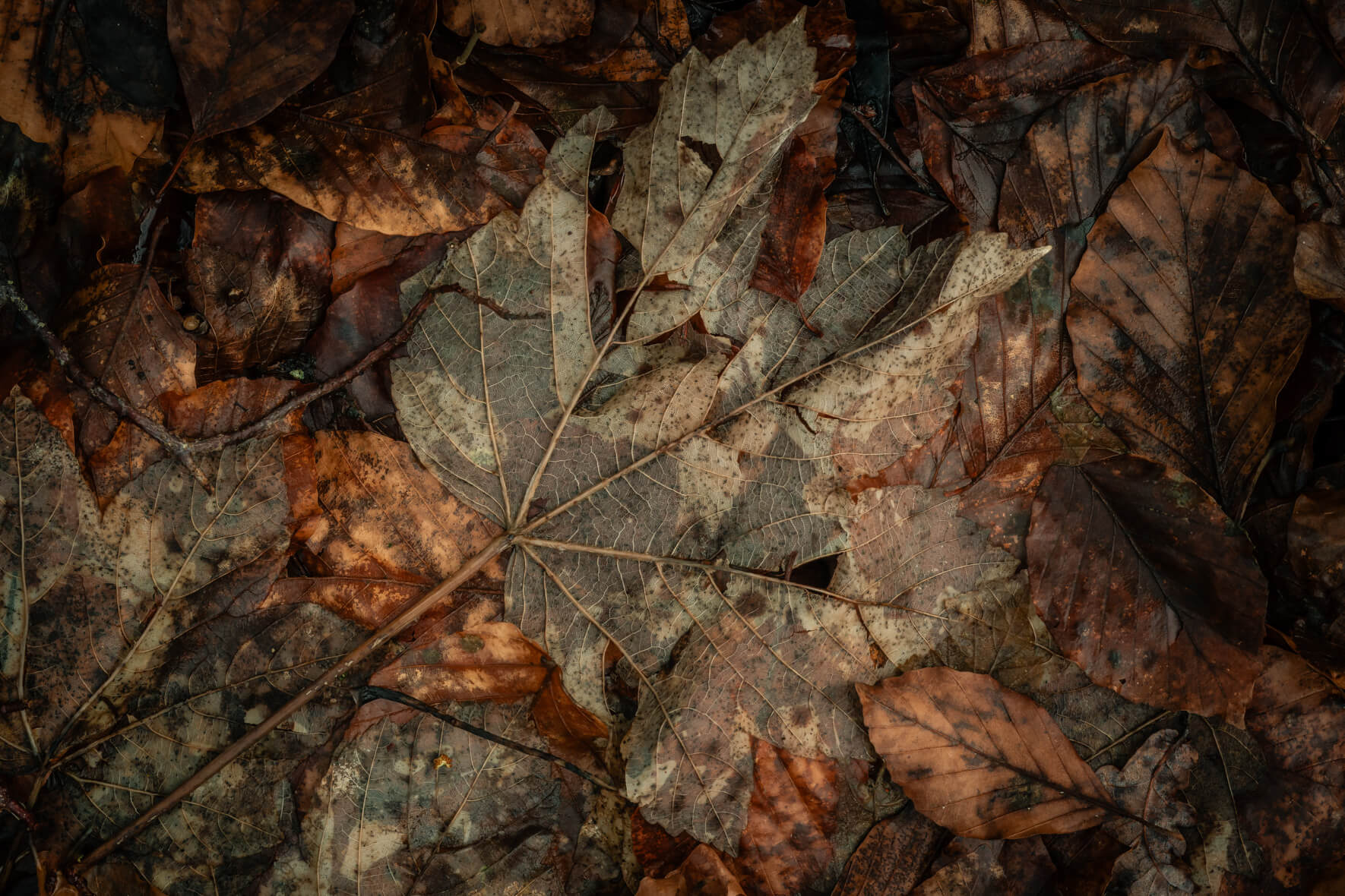 Decomposed leaf surrounded by wet brown foliage on forest floor