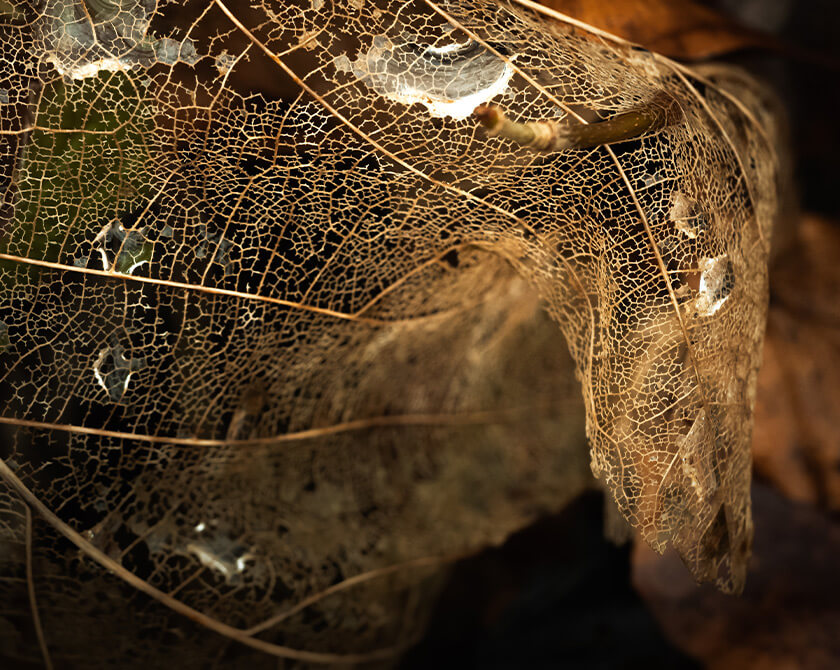 Close-up of leaf skeleton revealing fine golden vein patterns