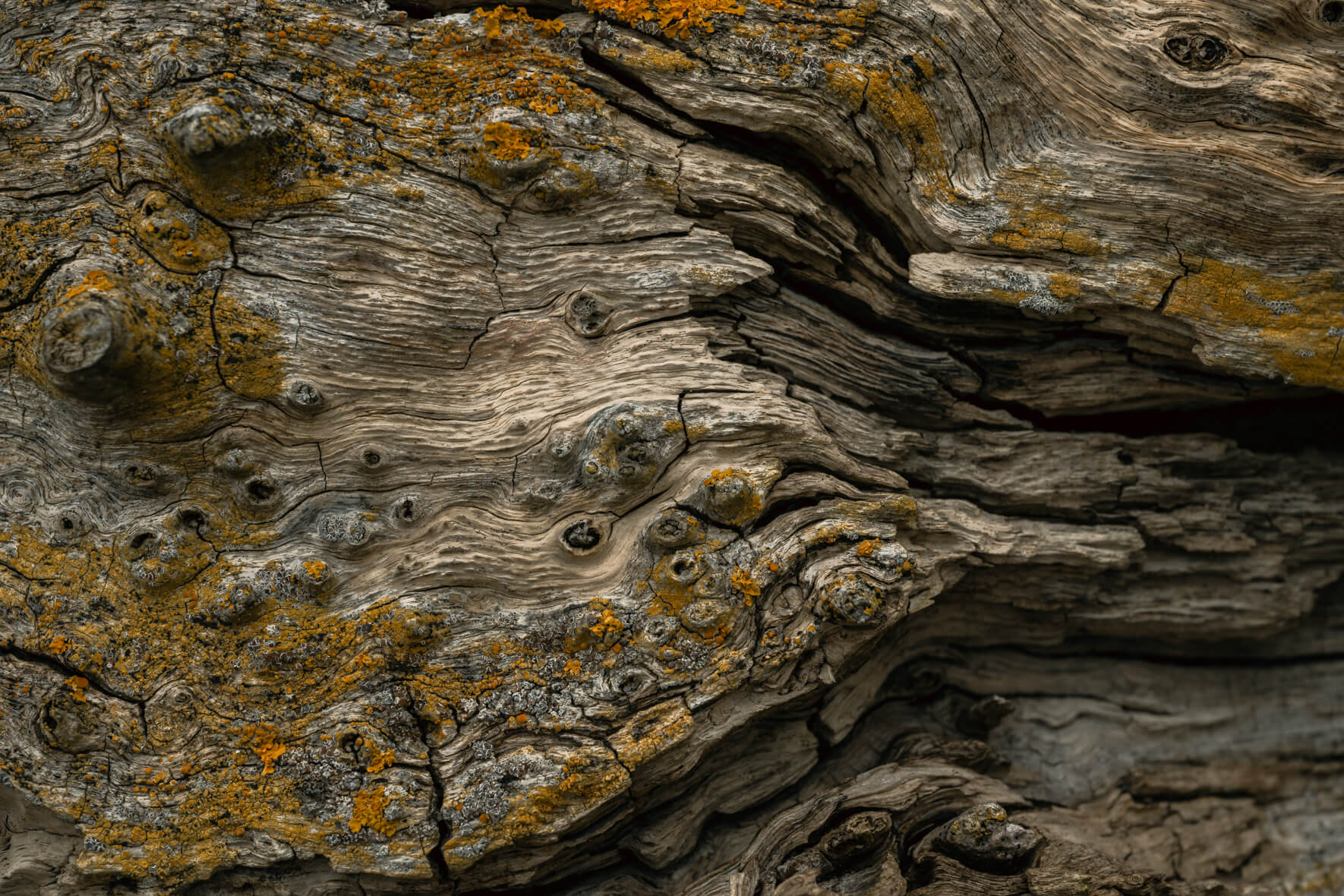 Weathered wood structure with deep grooves and small patches of yellow lichen