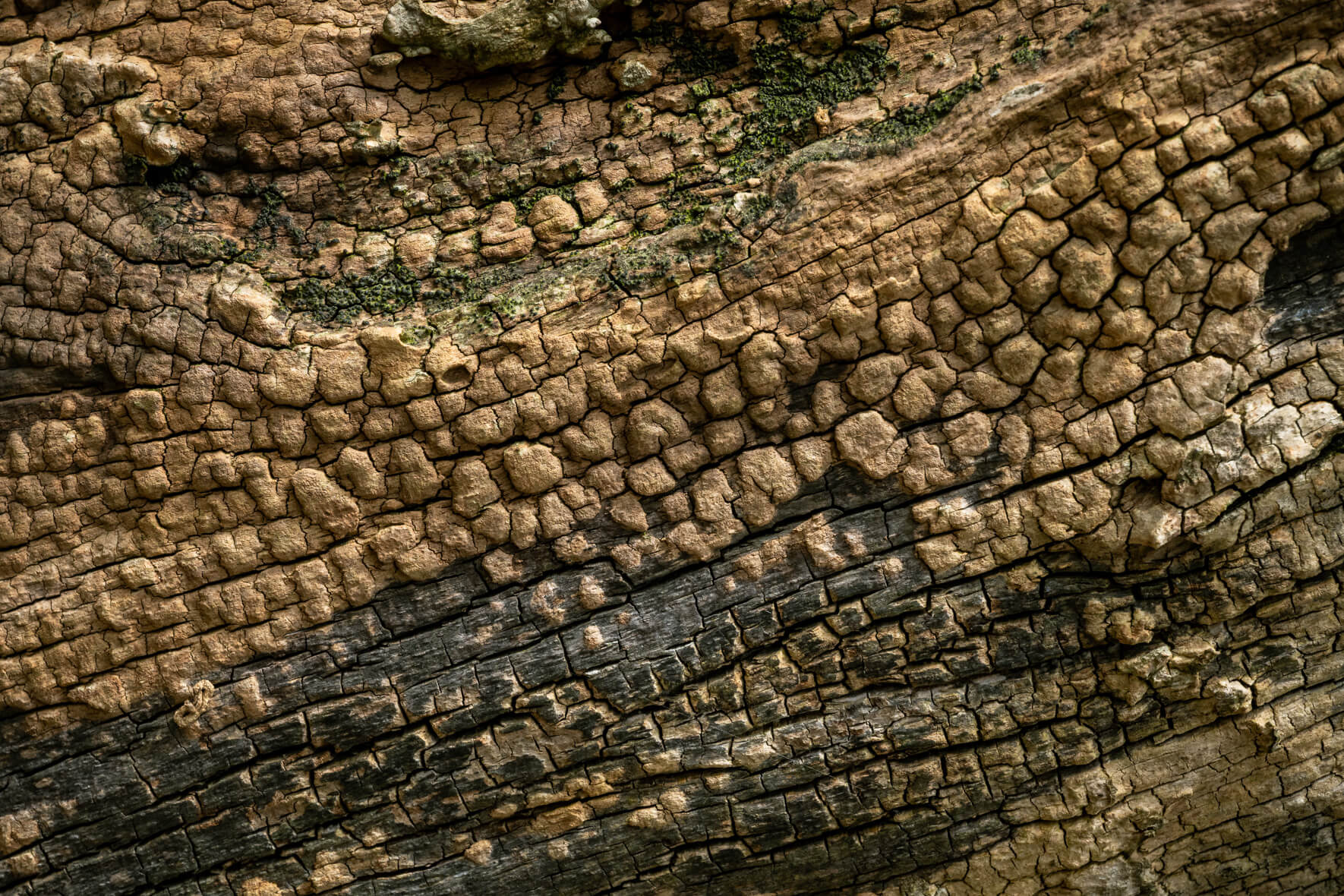 Textured tree bark with layered patterns and orange moss details