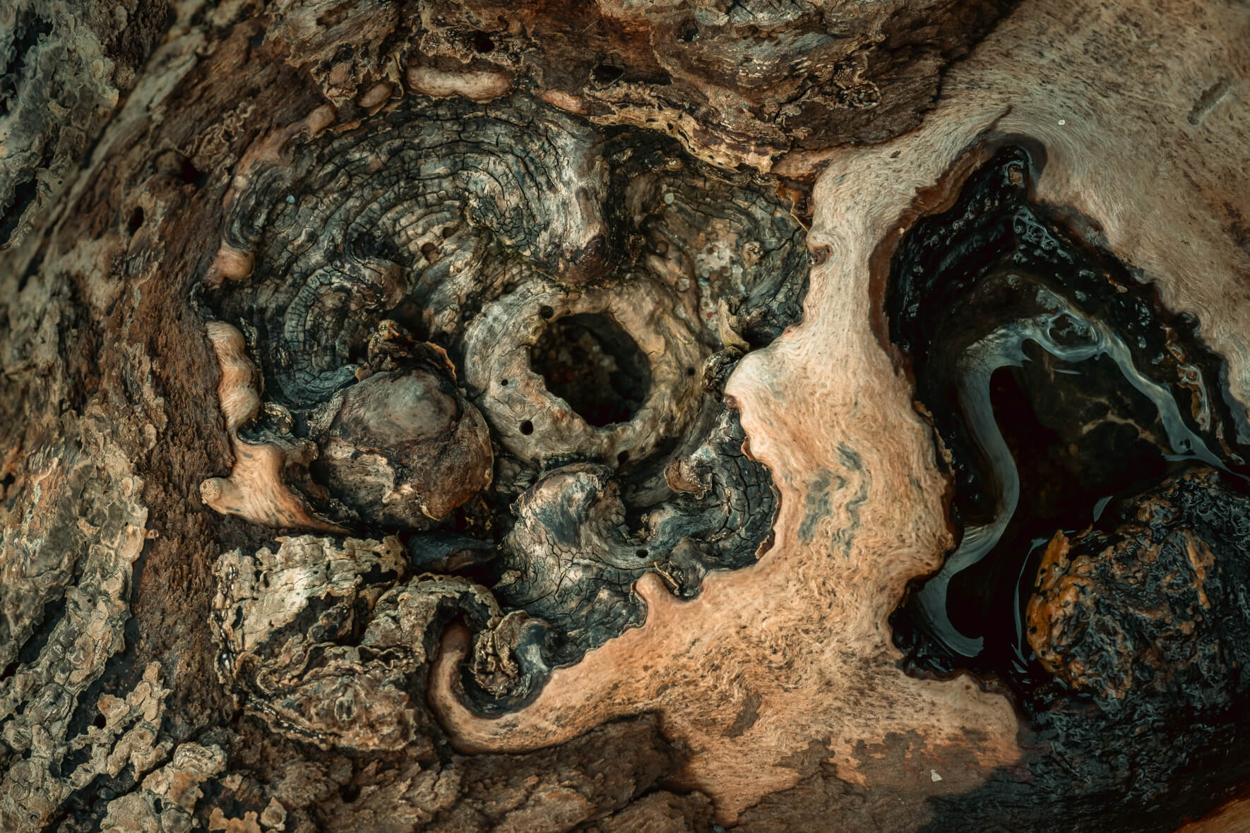 Abstract wood pattern with smooth curves, cracks, and natural decay