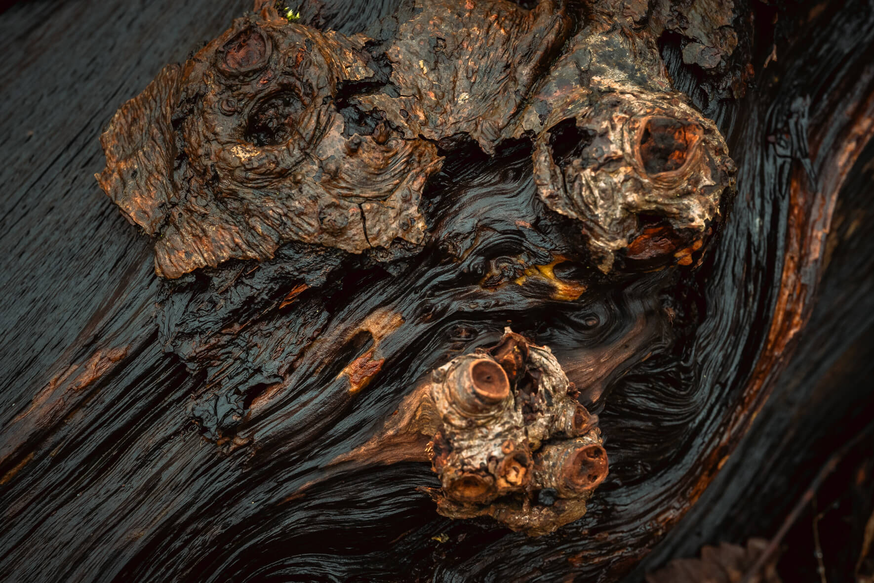 Detailed macro of layered driftwood with sculptural lines and light contrasts