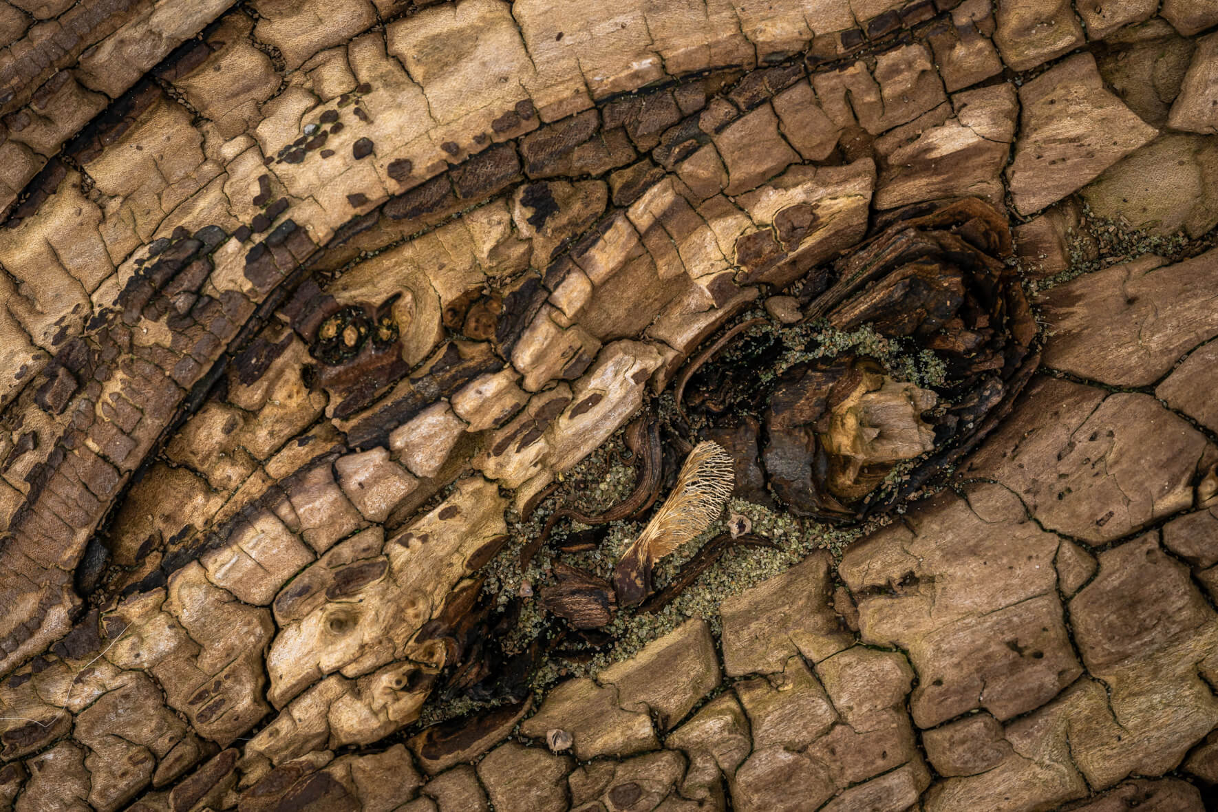 Closeup of natural wood surface with warm brown tones