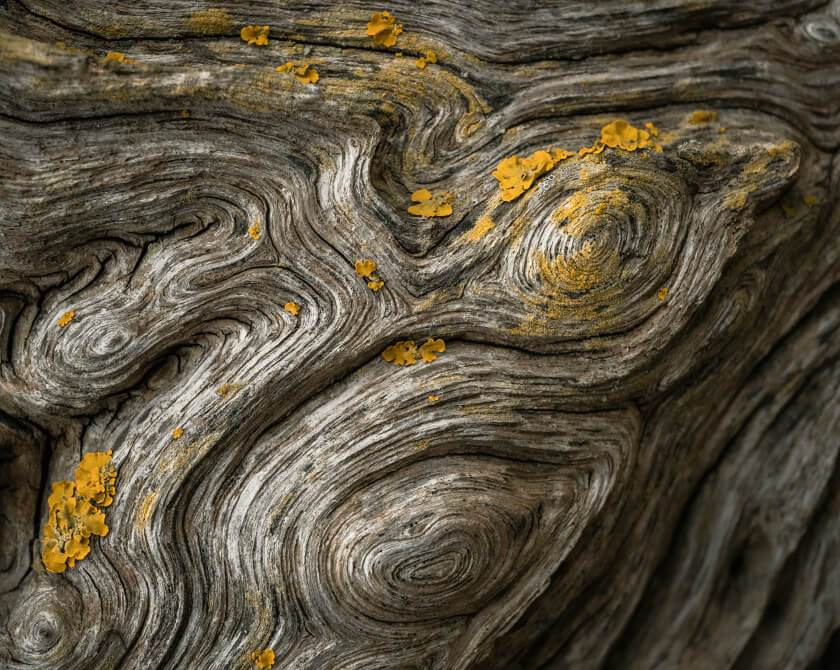 Close-up of decayed leaf skeleton with delicate network of veins glistening with moisture
