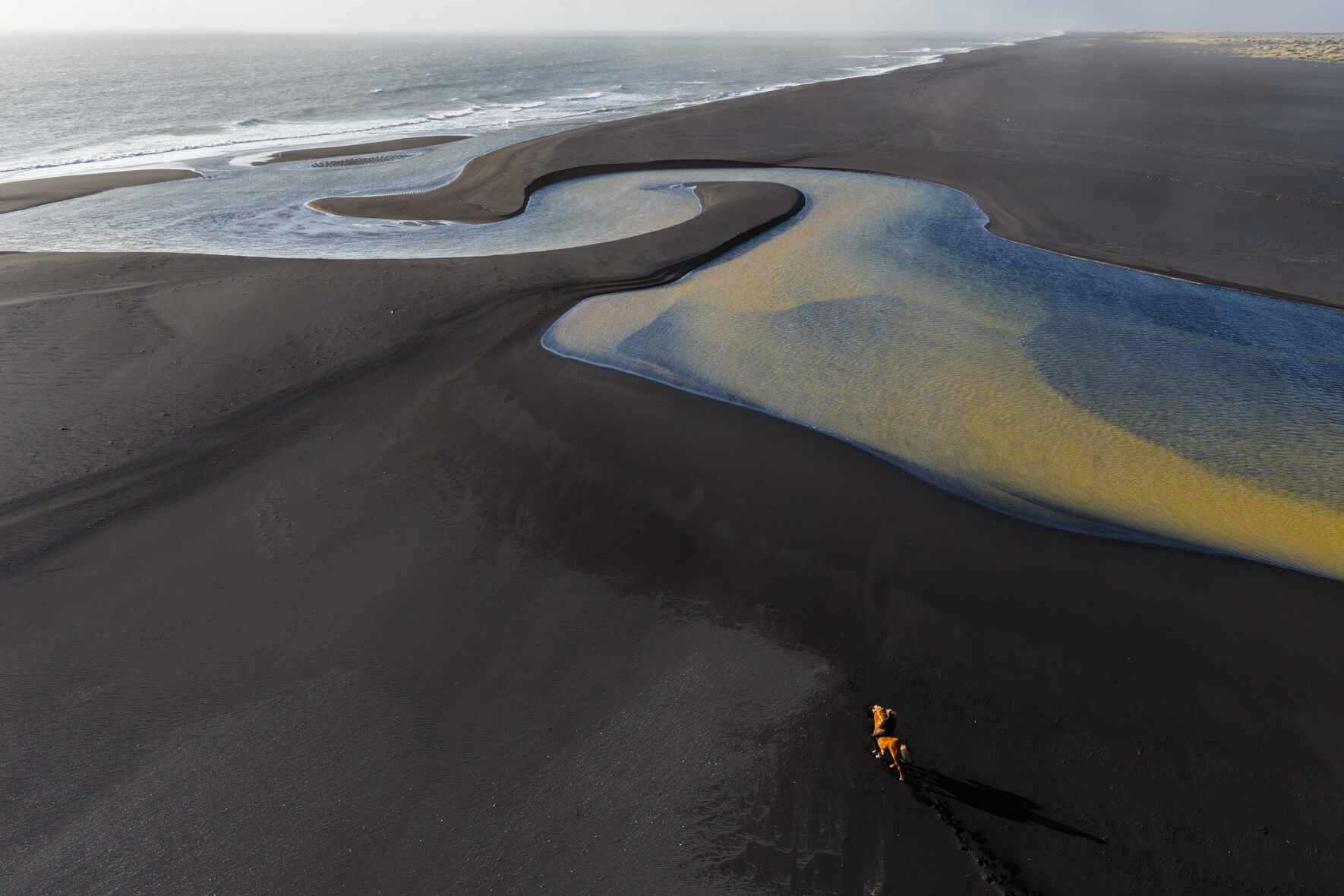 Aerial view of horse on black sand beach surrounded by a glacial river in Iceland