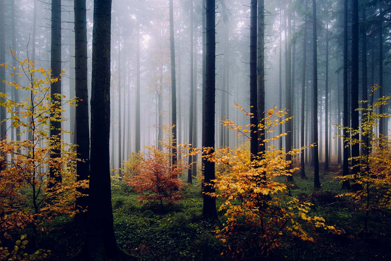 Colorful and moody autumn landscape