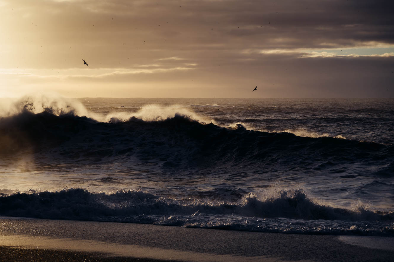 Black sand beach of Reynisfjara in Iceland with seagulls and waves during winter sunrise