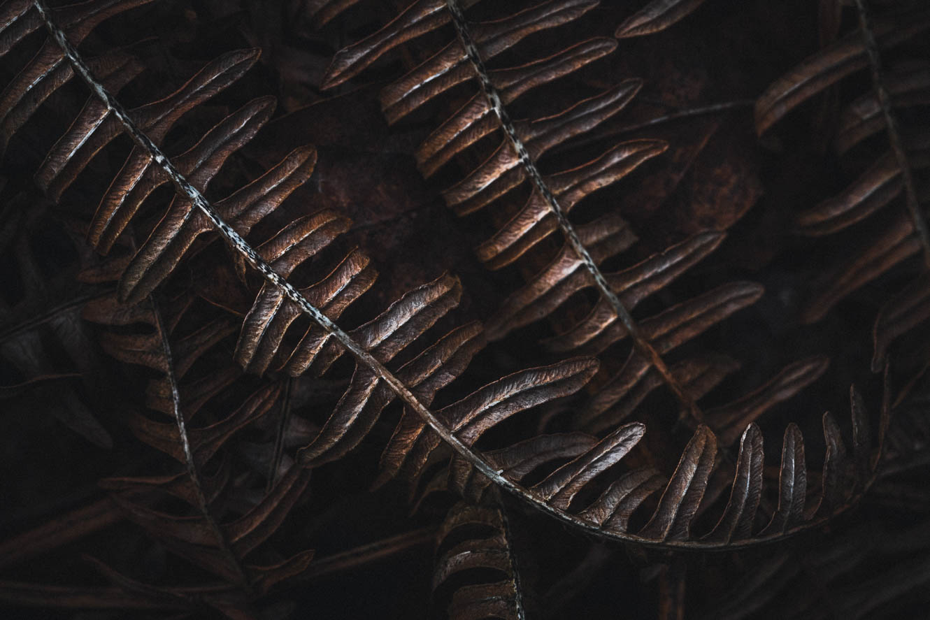 Abstract detail of fern leaves in dark colors
