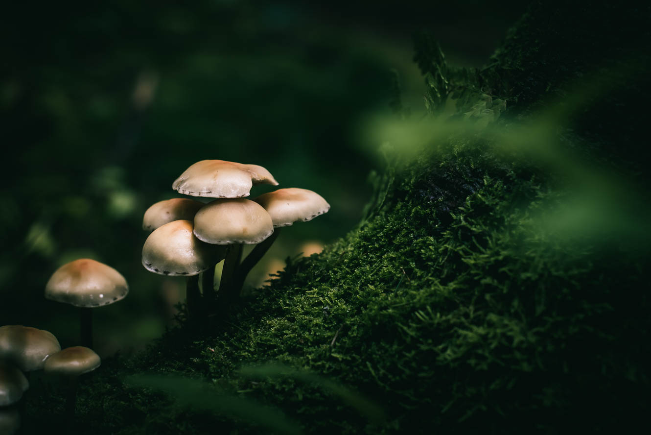 Mushrooms and moss in the forest