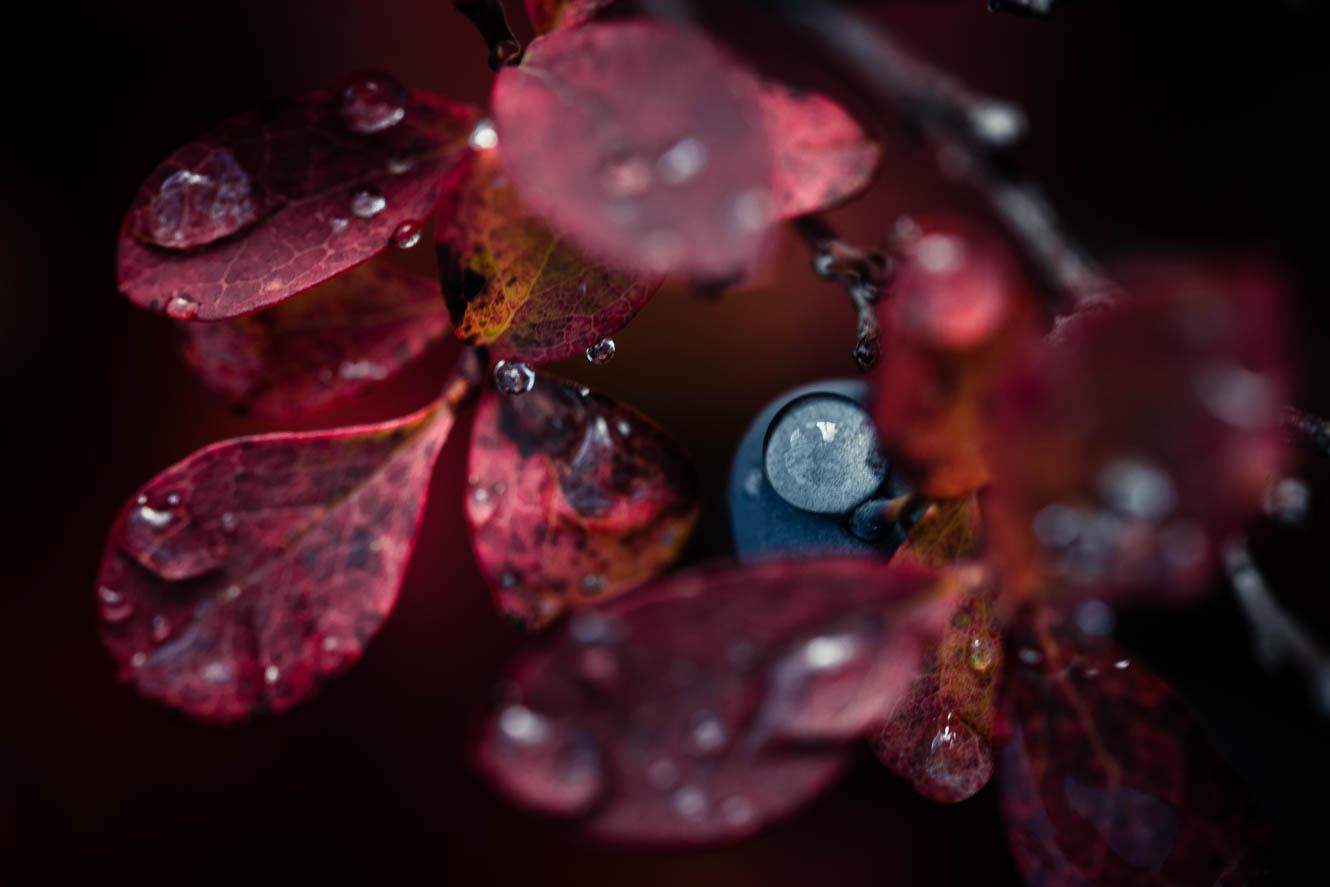 Blueberry and Red Foliage in the forest
