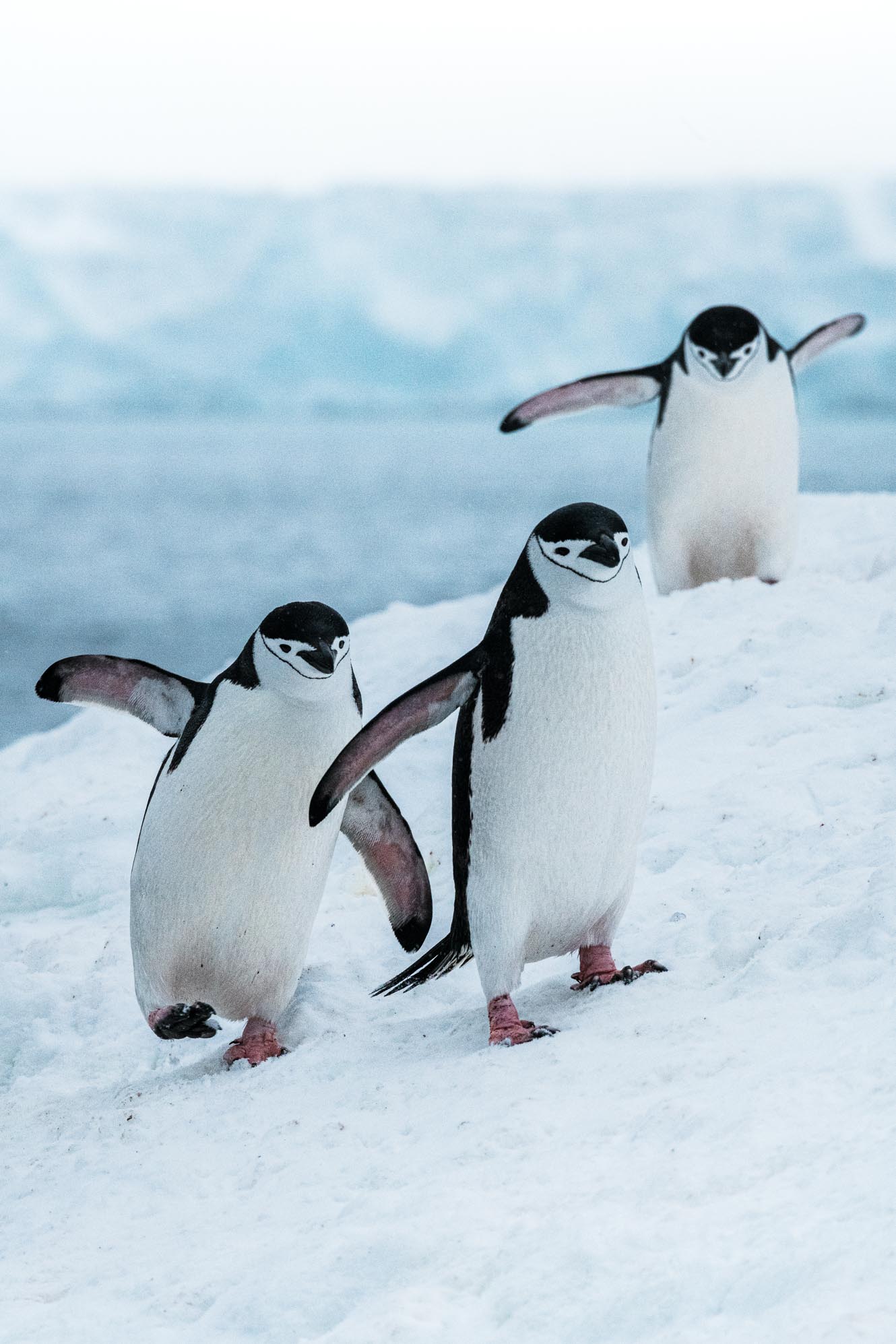Group of dancing Chinstrap penguins in Antarctica