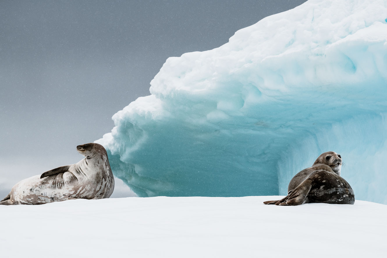 Wildlife Photography of the Polar Regions (Best of 2020)