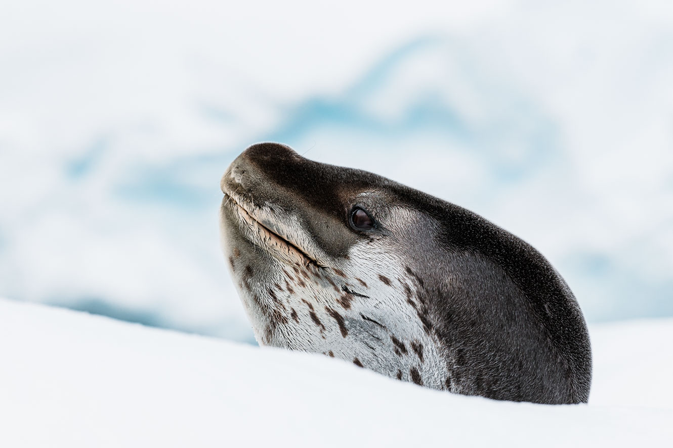 Portrait of a Leopard seal on iceberg in Antarctica