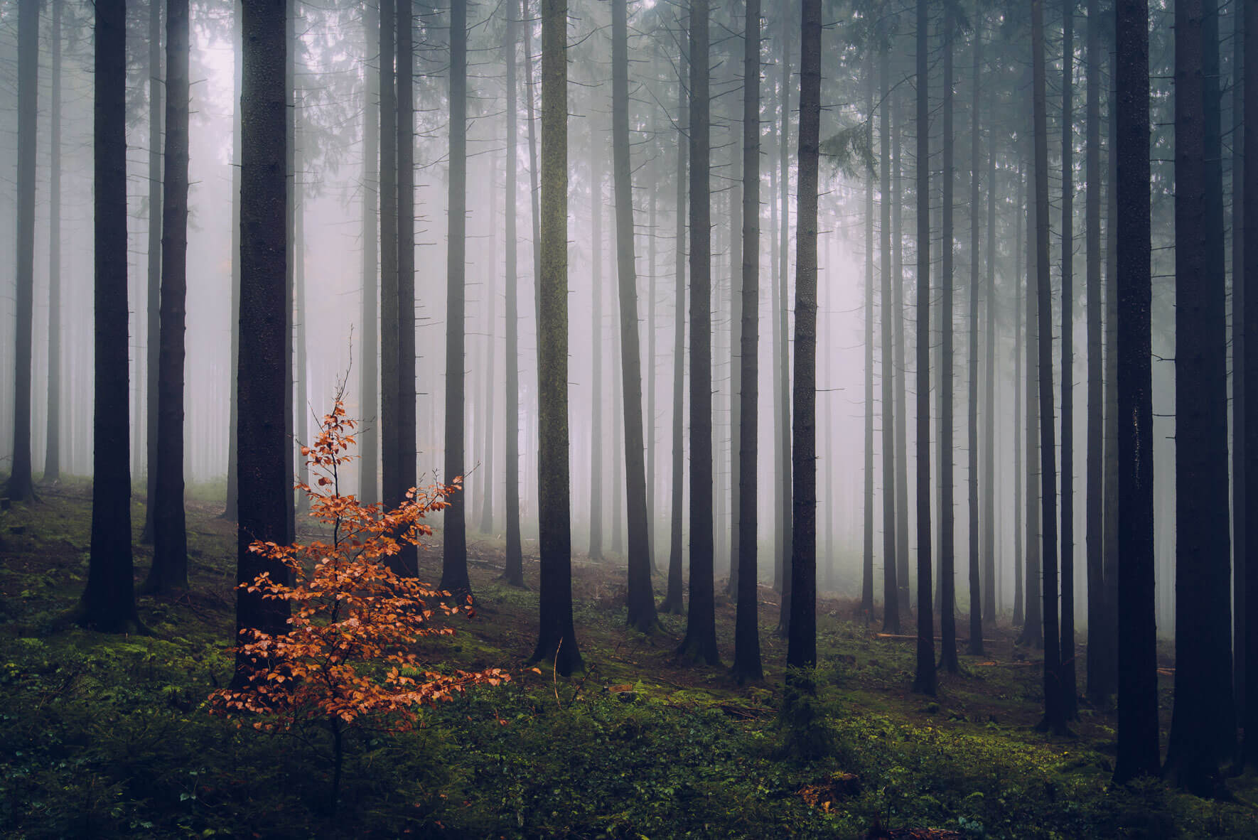 Autumn Forest Germany