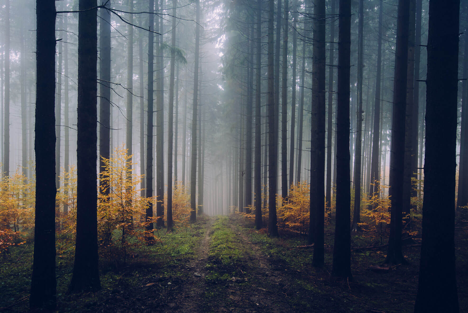 Autumn Forest Germany