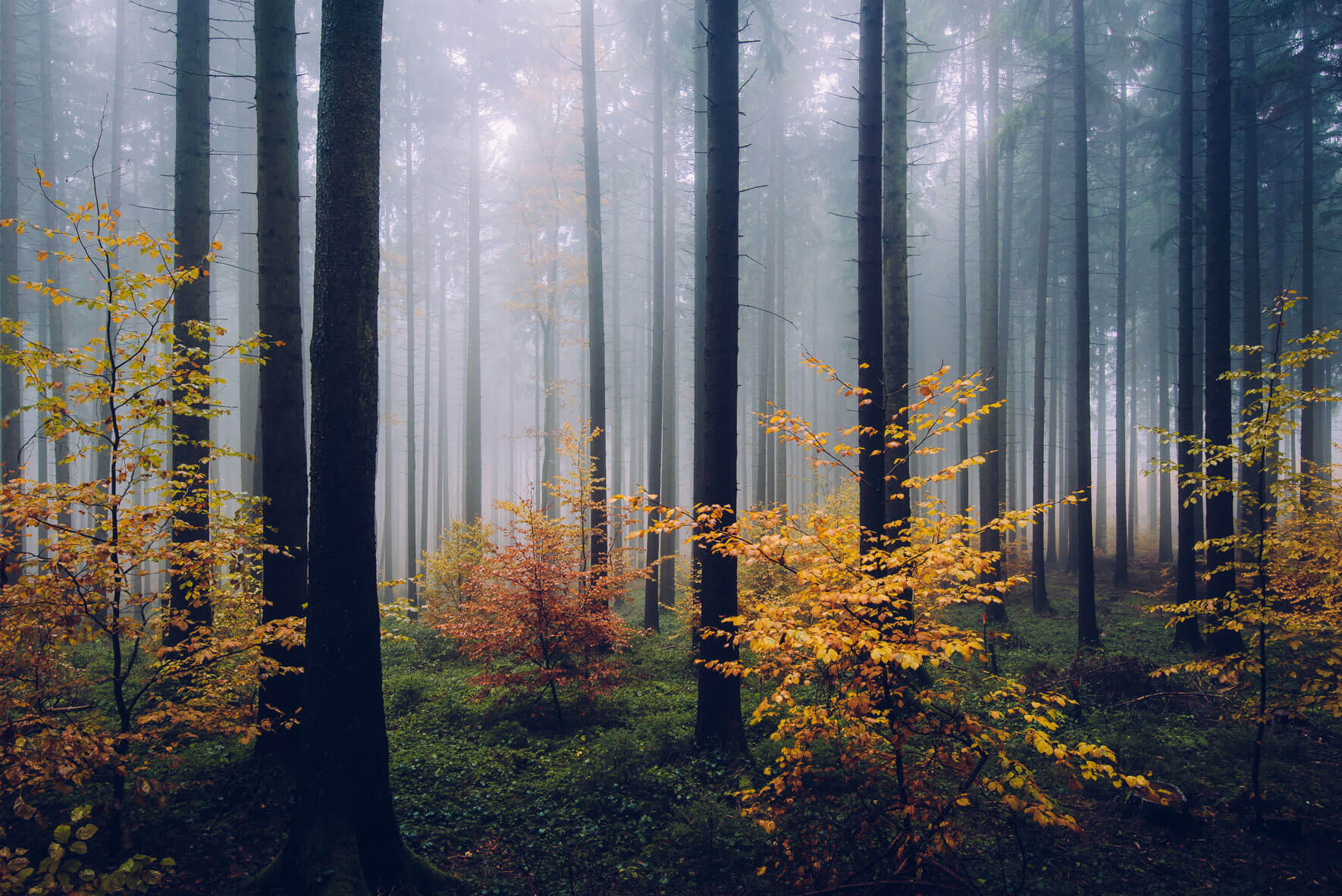 Autumn Forest Germany